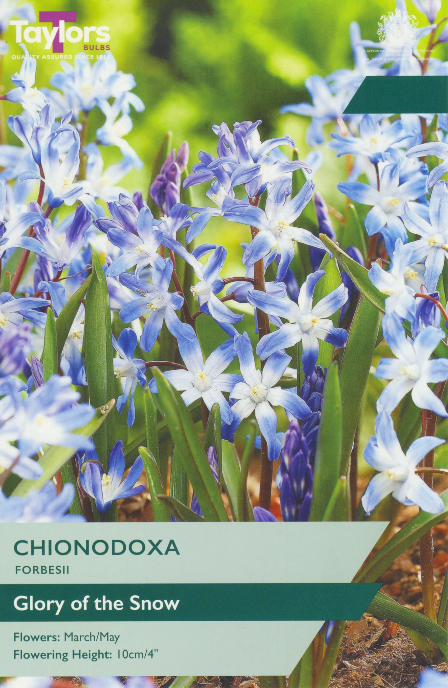 Chionodoxa Forbesii 4-5 P/P
