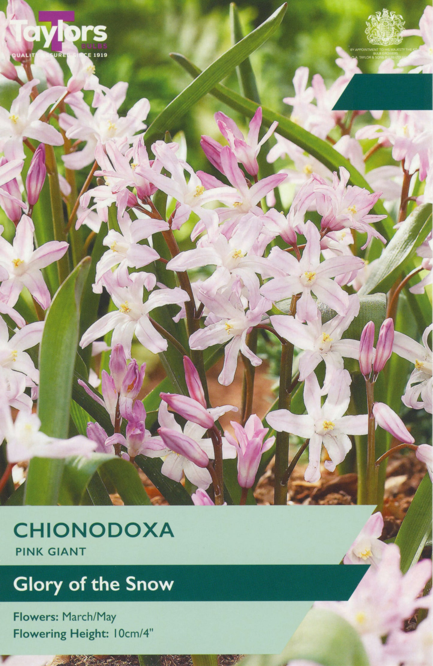 Pre Packs Chionodoxa Pink Giant 5Up