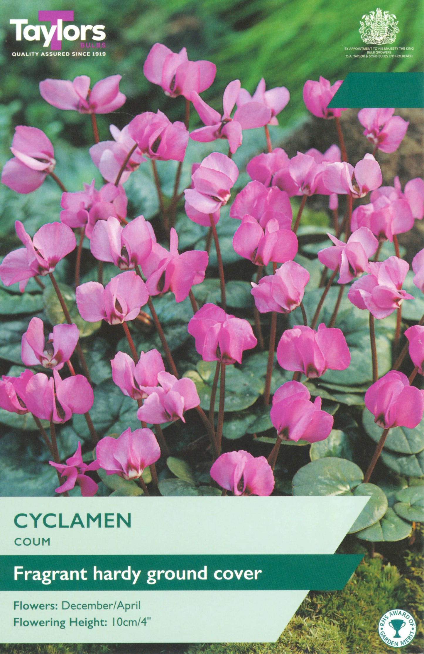 Cyclamen Coum 10-15 P/P