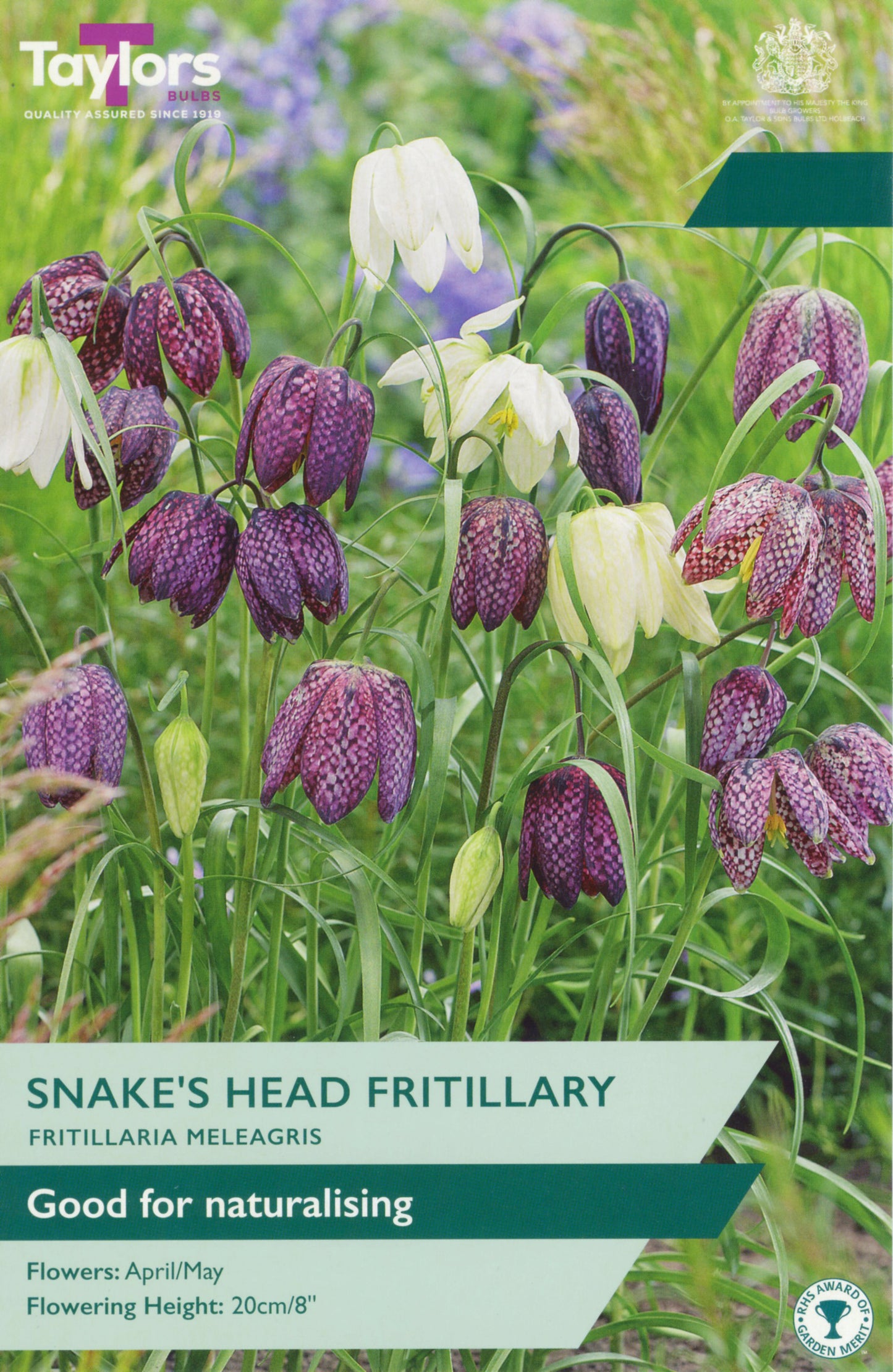 Fritillaria Meleagris Mixed 6Up P/P