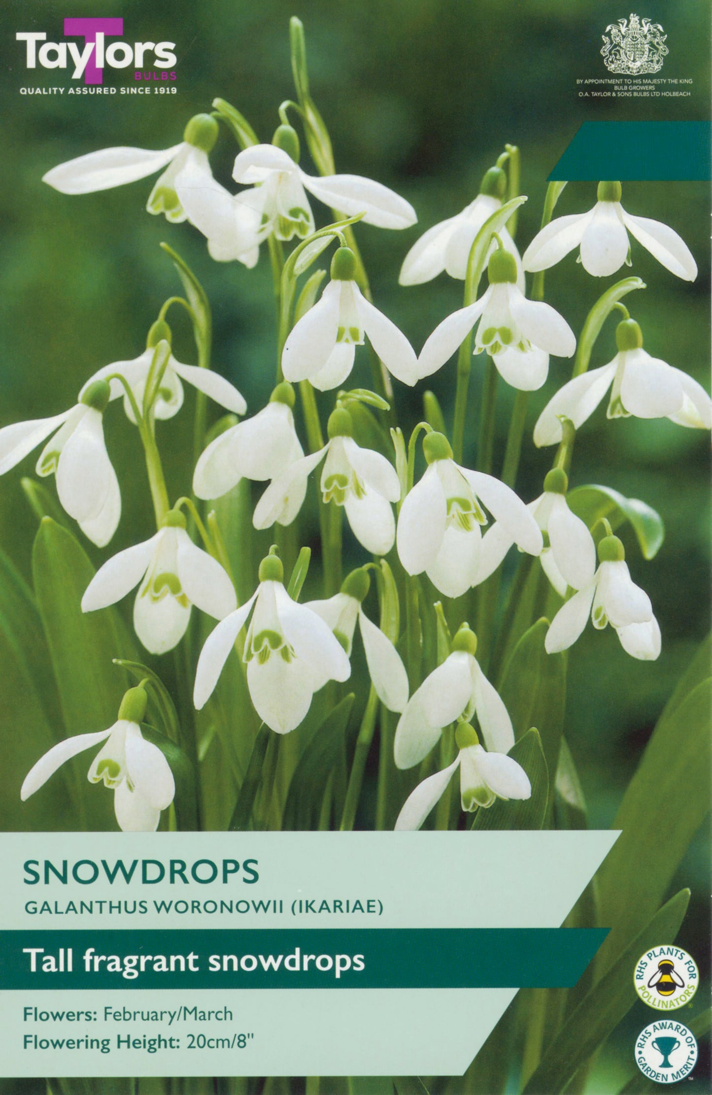 Galanthus Woronowii 5-6 P/P