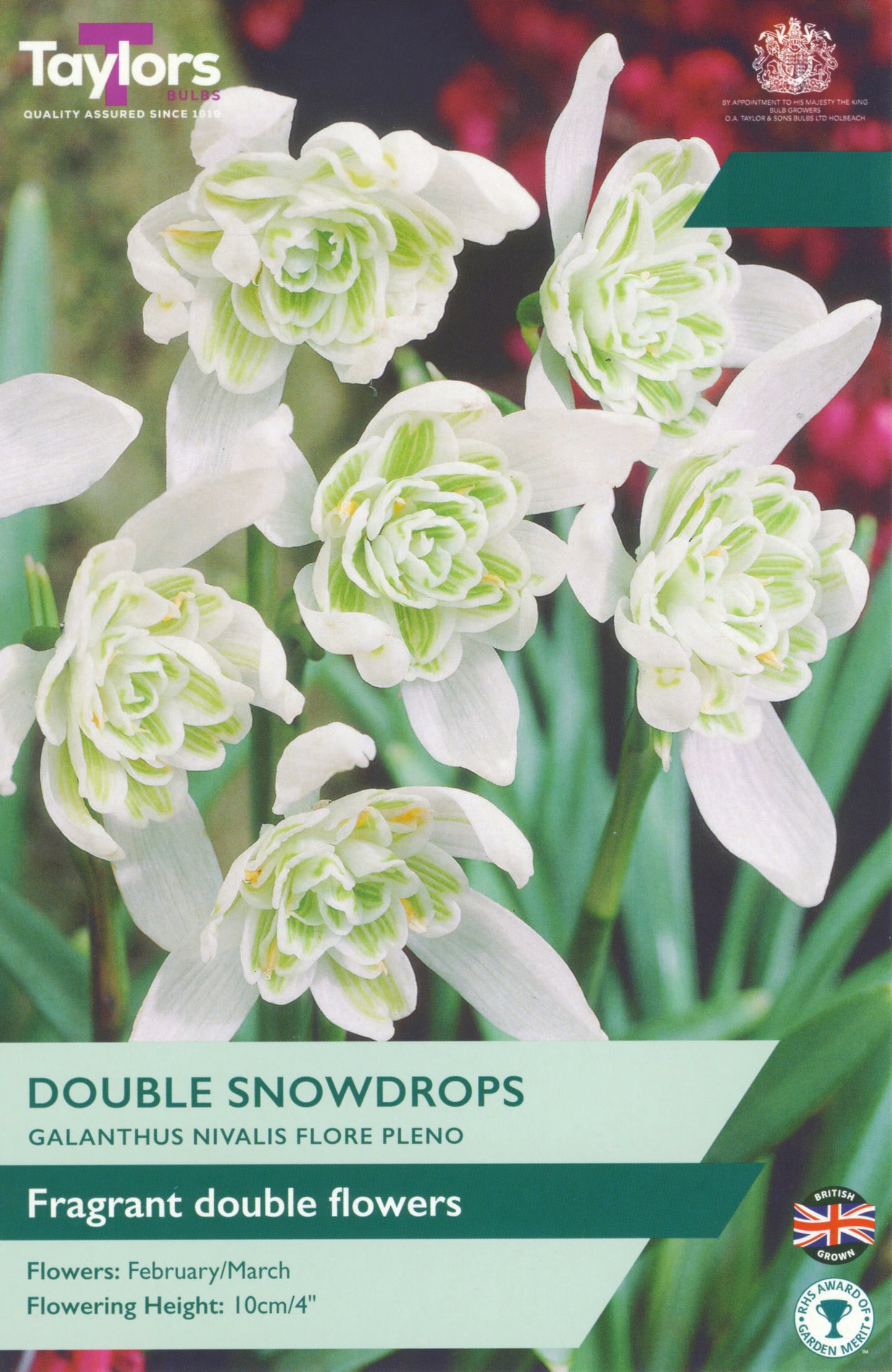 Pre Packs Galanthus Nivalis Flore Pleno 4-5