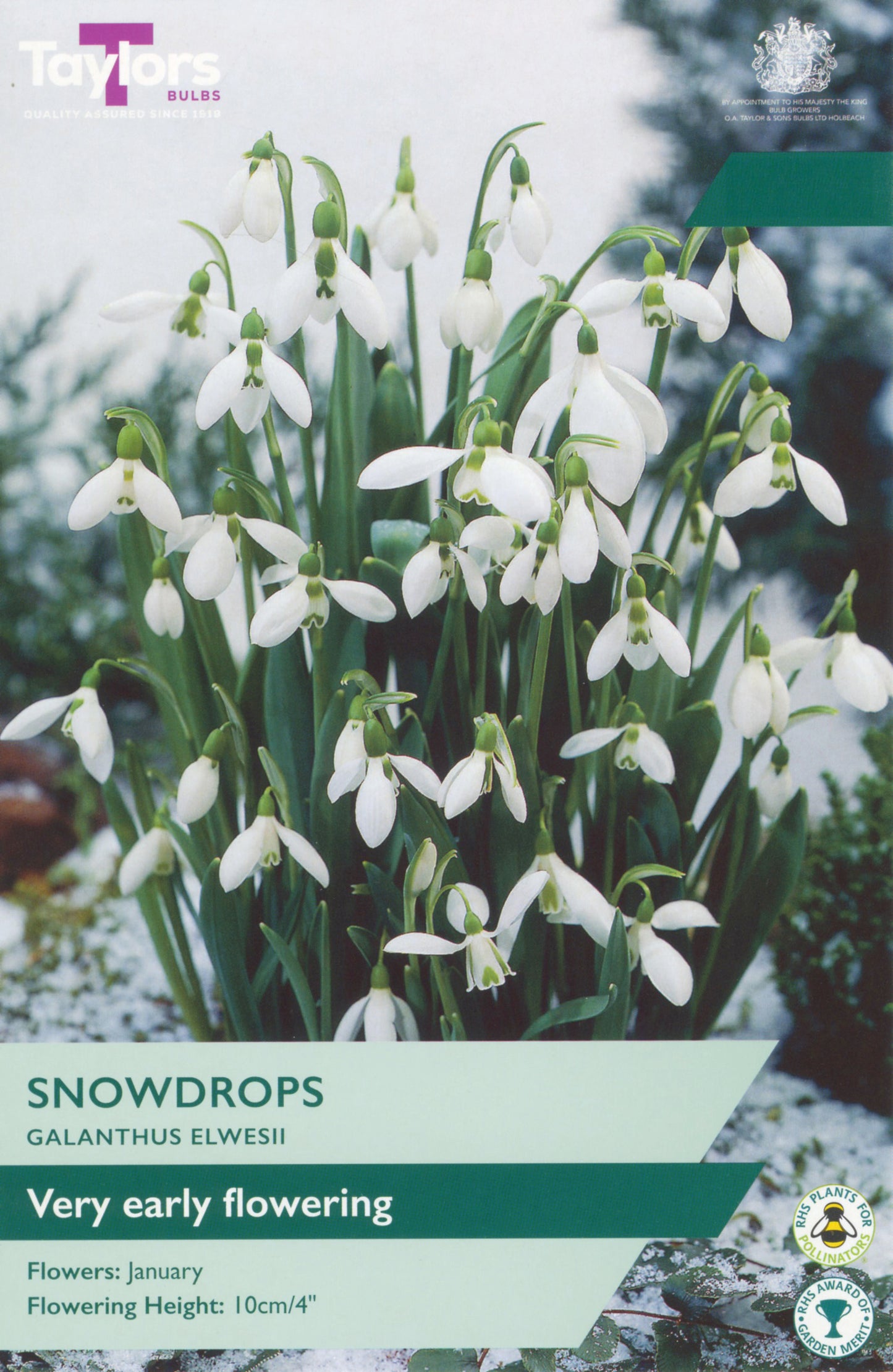 Pre Packs Galanthus Elwesii 5-6