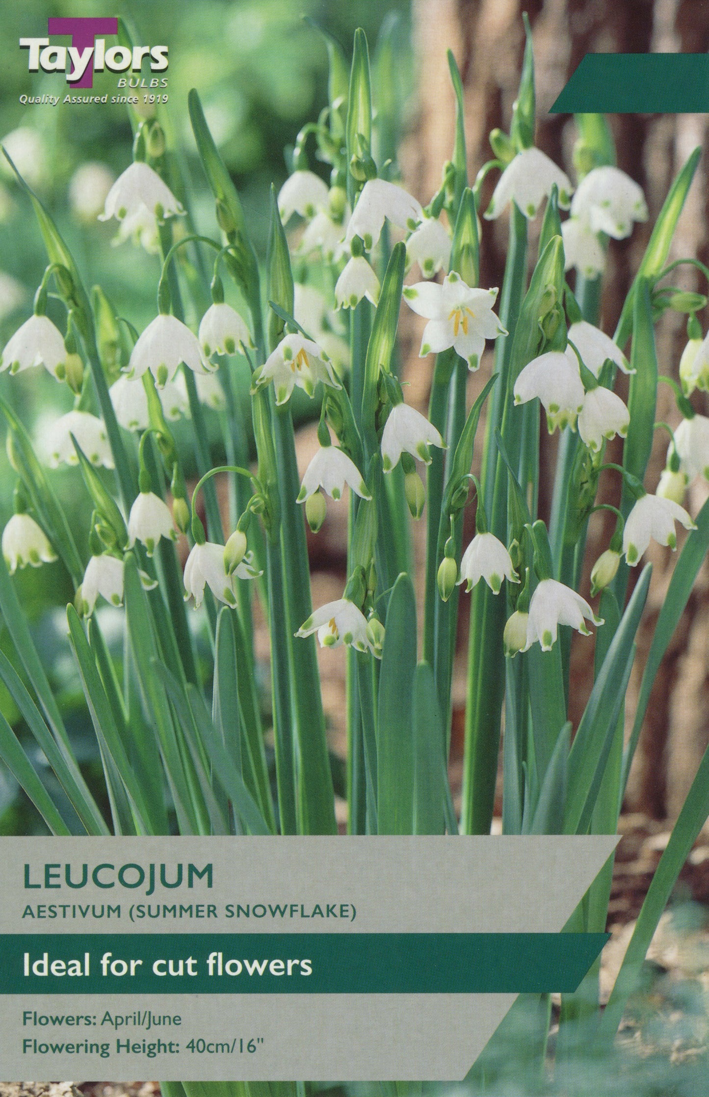 Leucojum Aestivum Summer Snowflake