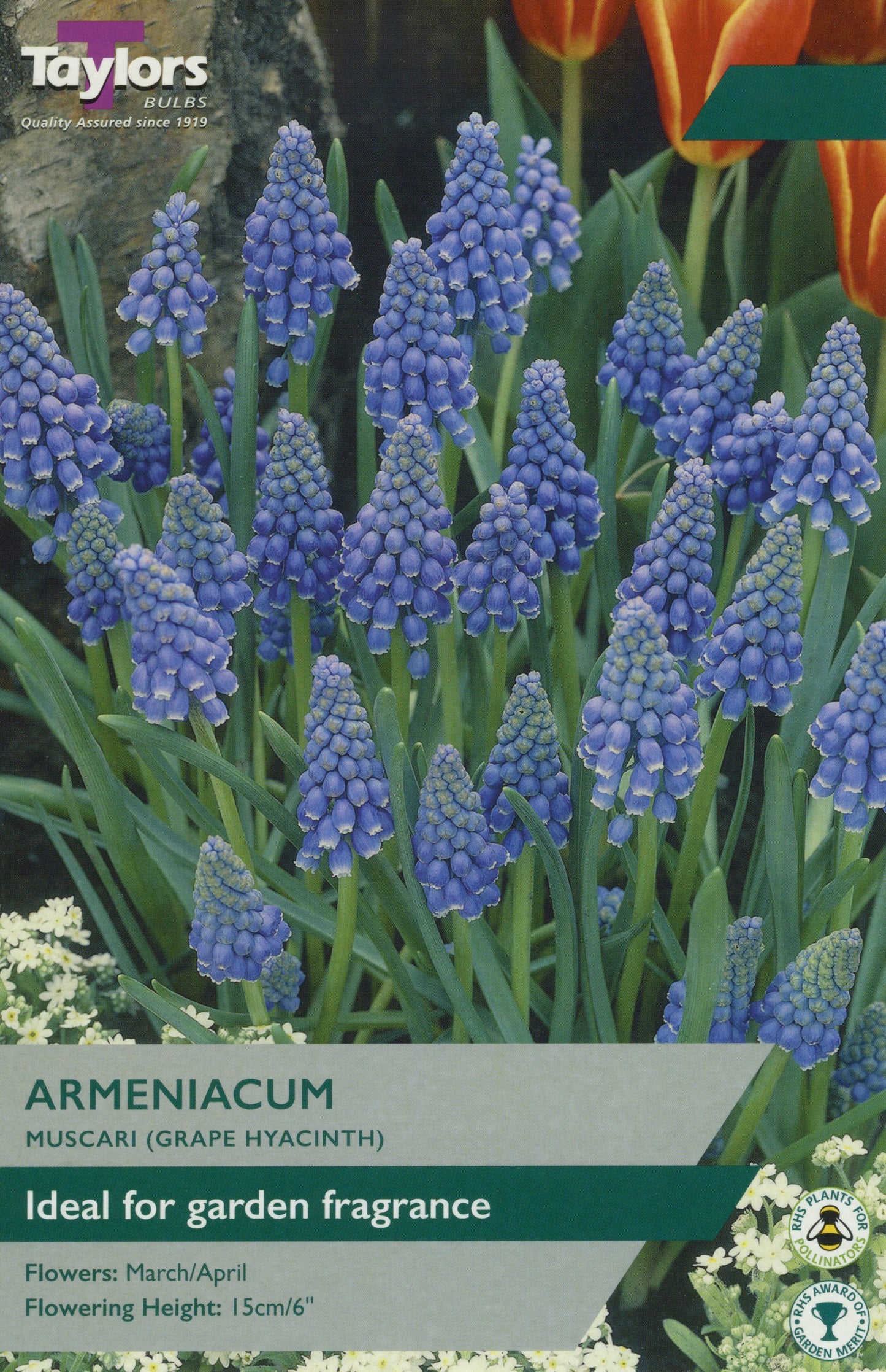 Muscari Grape Hyacinth Armeniacum