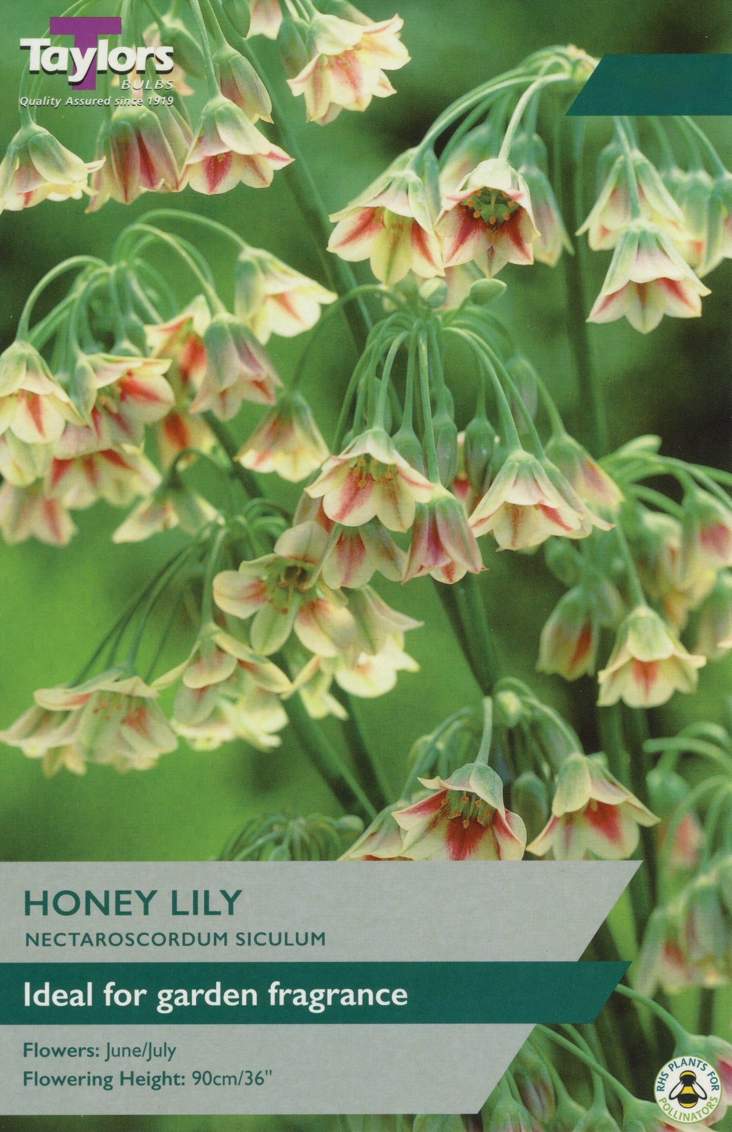 Taylors Bulbs Allium Nectaroscordum Siculum