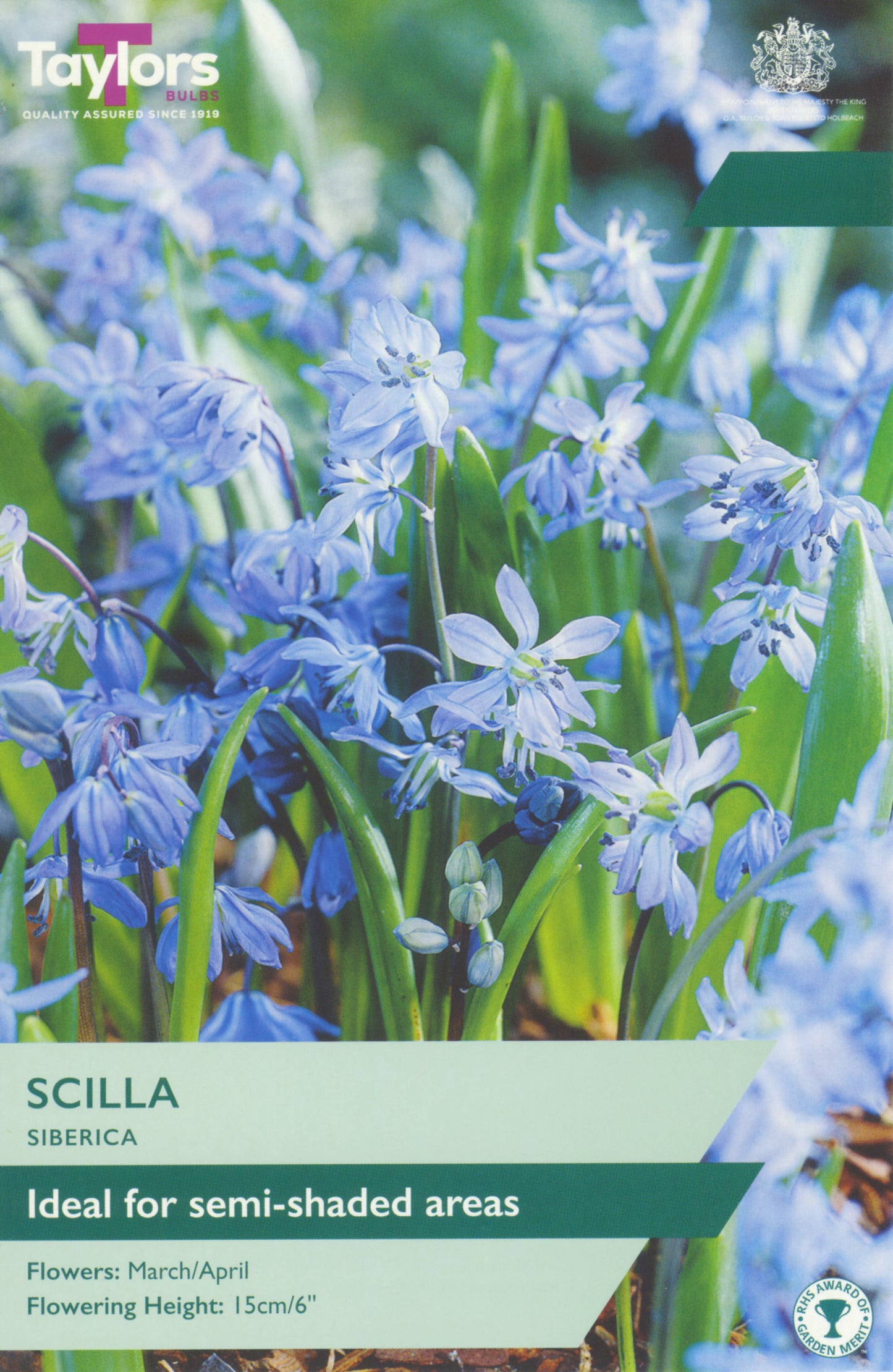 Scilla Siberica 6-7 P/P