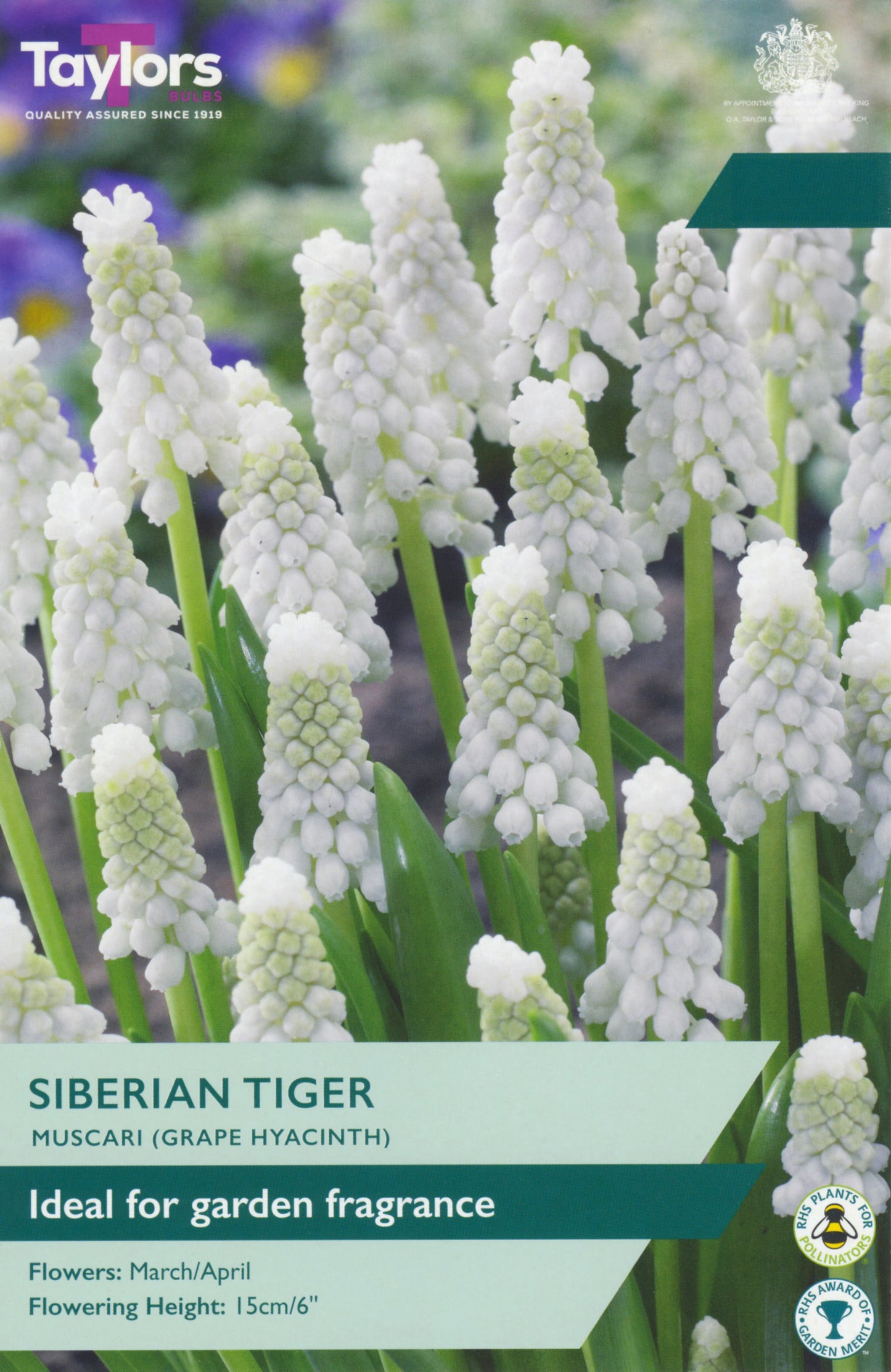 Pre Packs Muscari Siberian Tiger 6-7