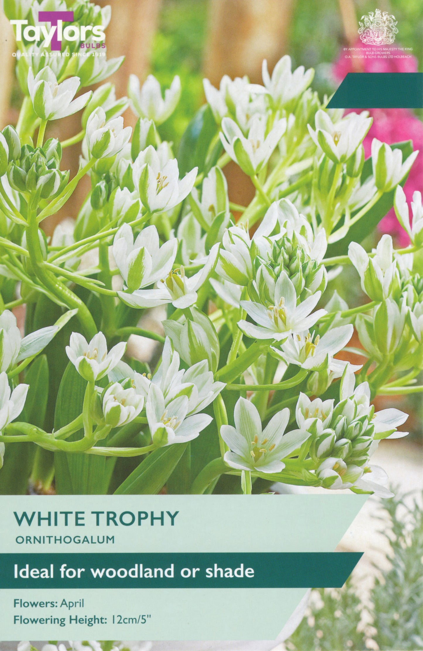 Taylors Bulbs - Ornithogalum White Trophy - 6Up