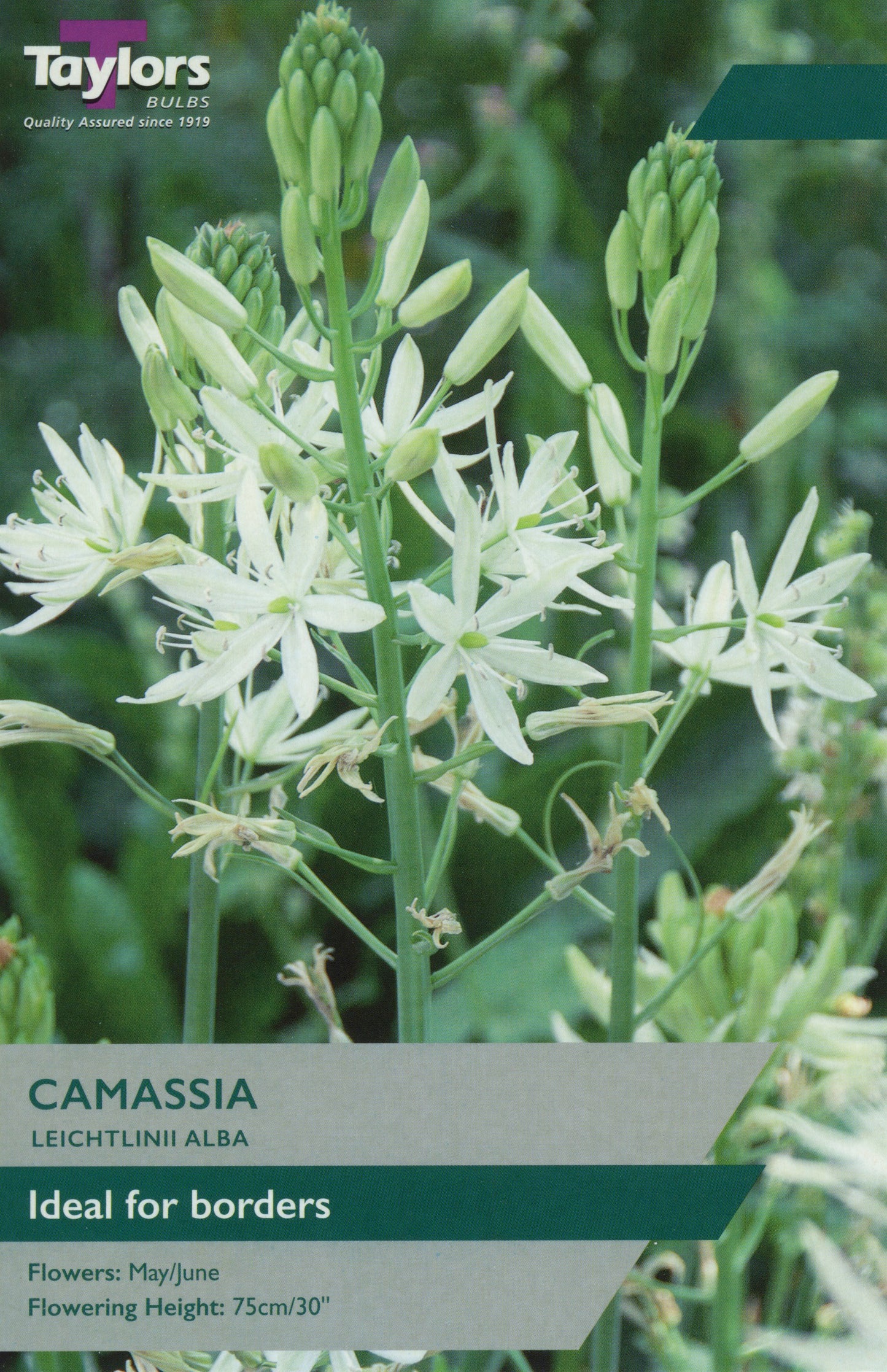 Camassia Leichtlinii Alba Pre-Pack