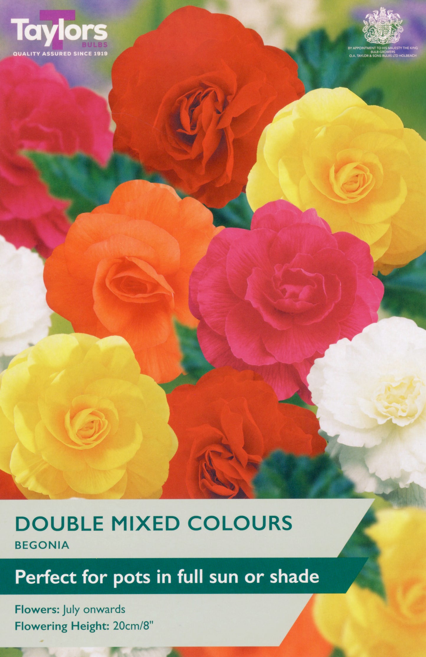 Taylors Bulbs Double Mixed Colours Begonia