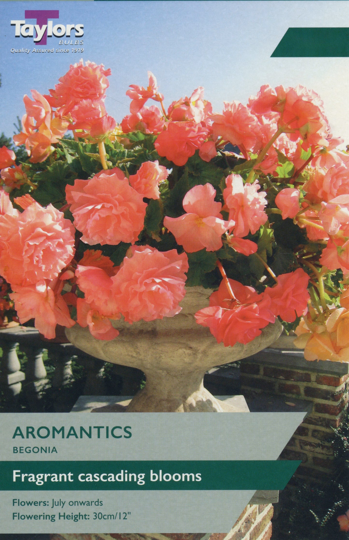 Taylors Bulbs Aromantics Begonia