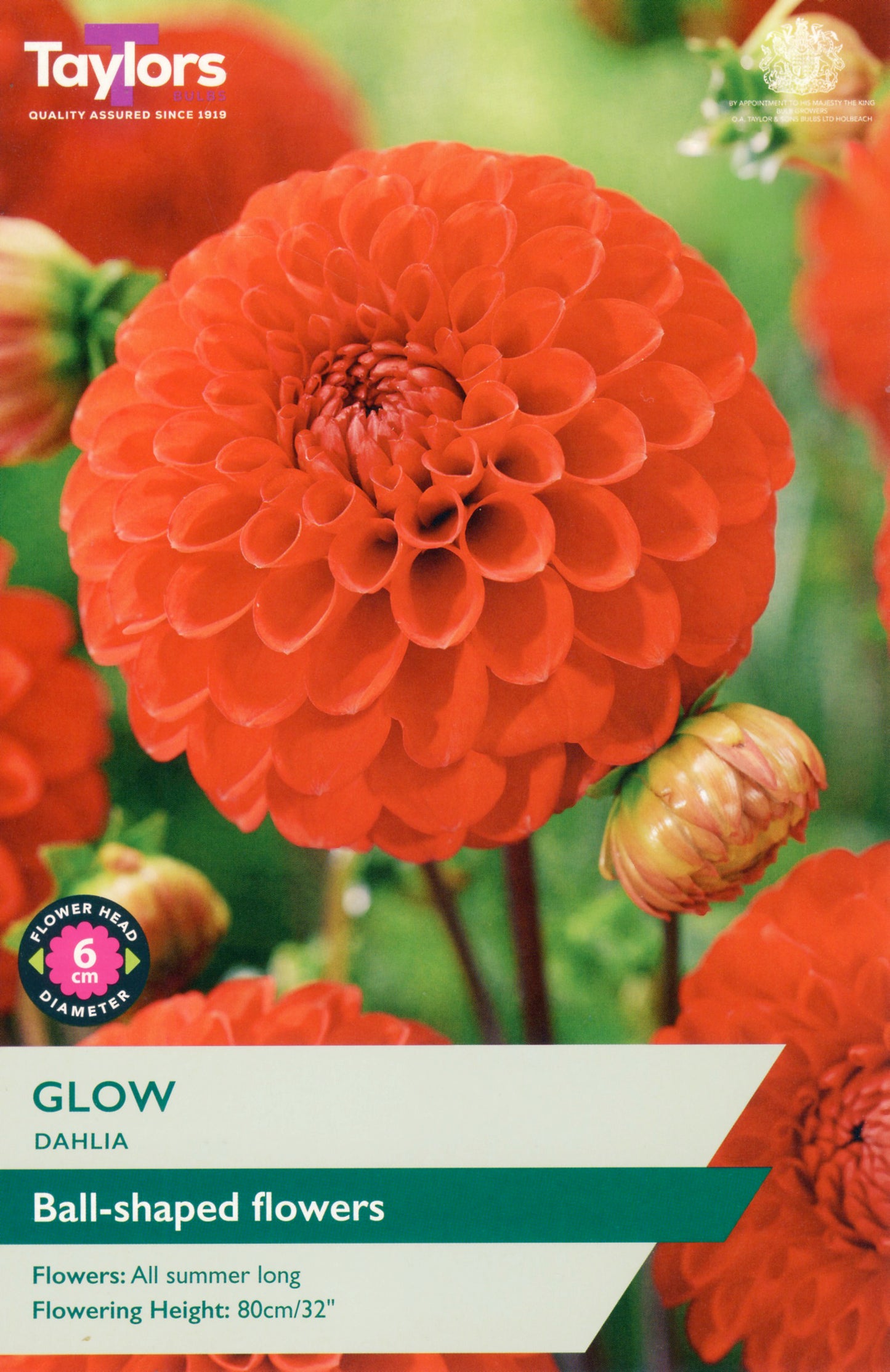 Taylors Bulbs Glow Dahlia - Single Pack