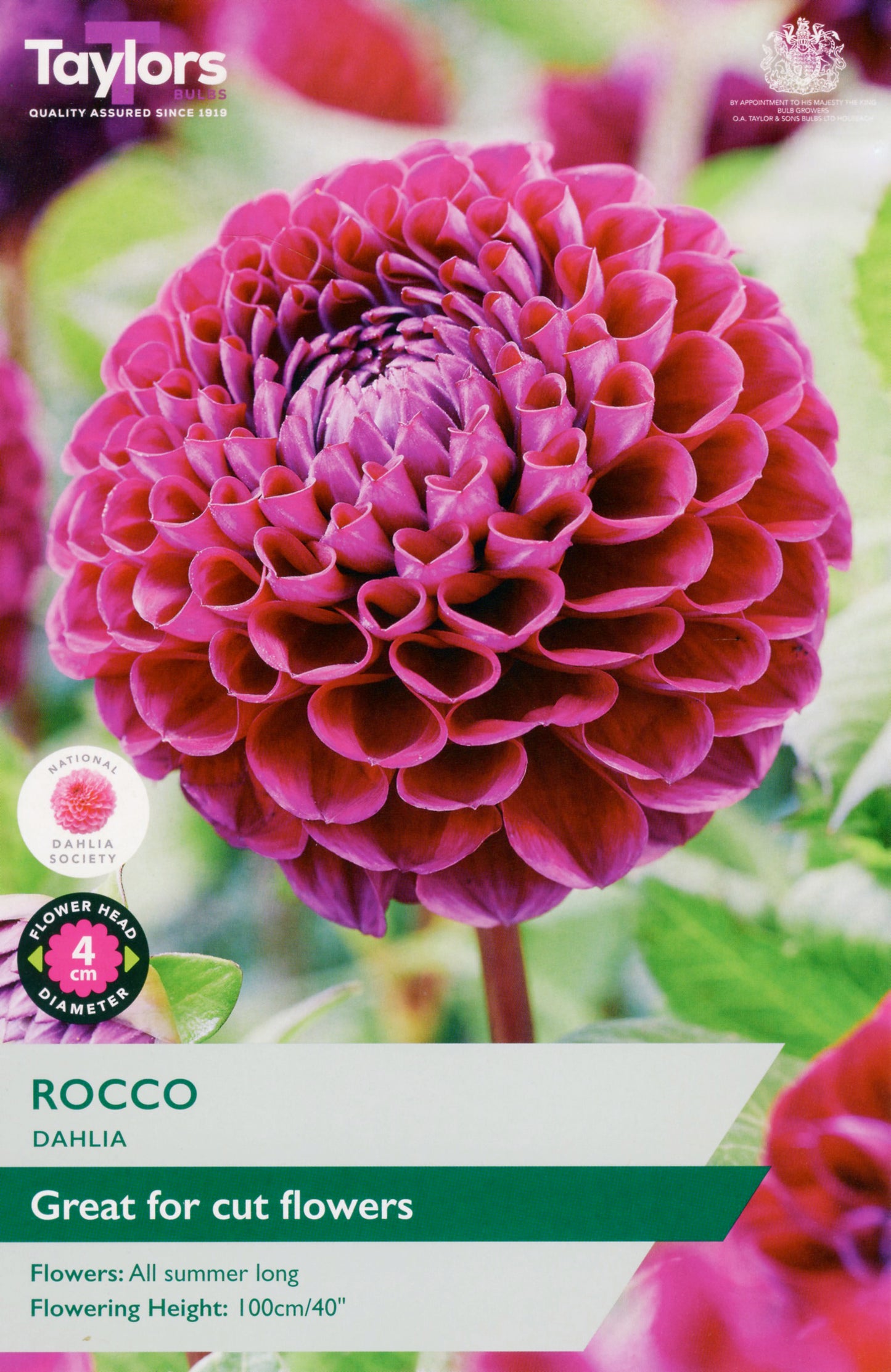Taylors Bulbs Rocco Dahlia - Single Pack