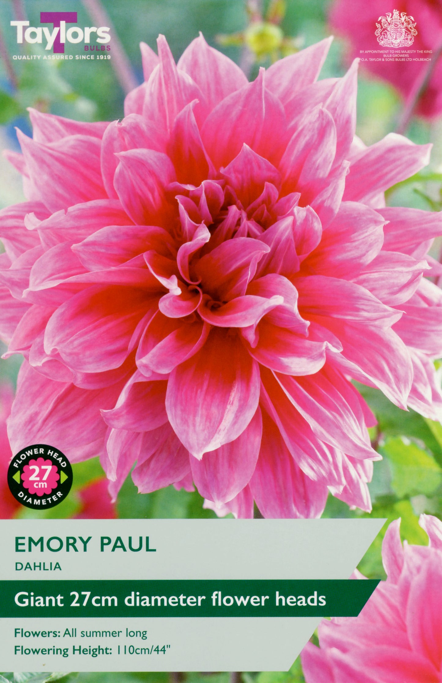 Taylors Bulbs Emory Paul Dahlia