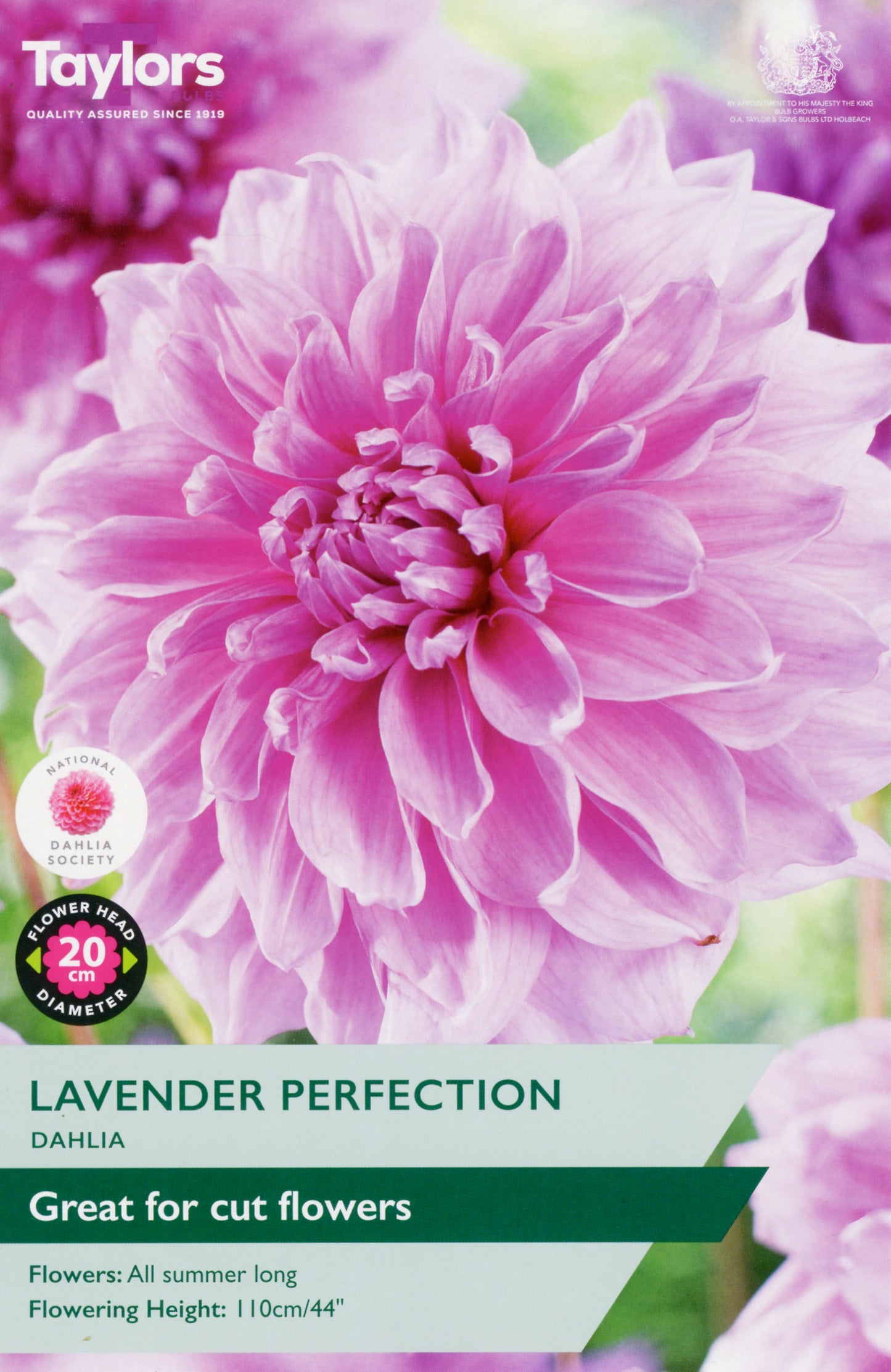 Taylors Bulbs Lavender Perfection Dahlia