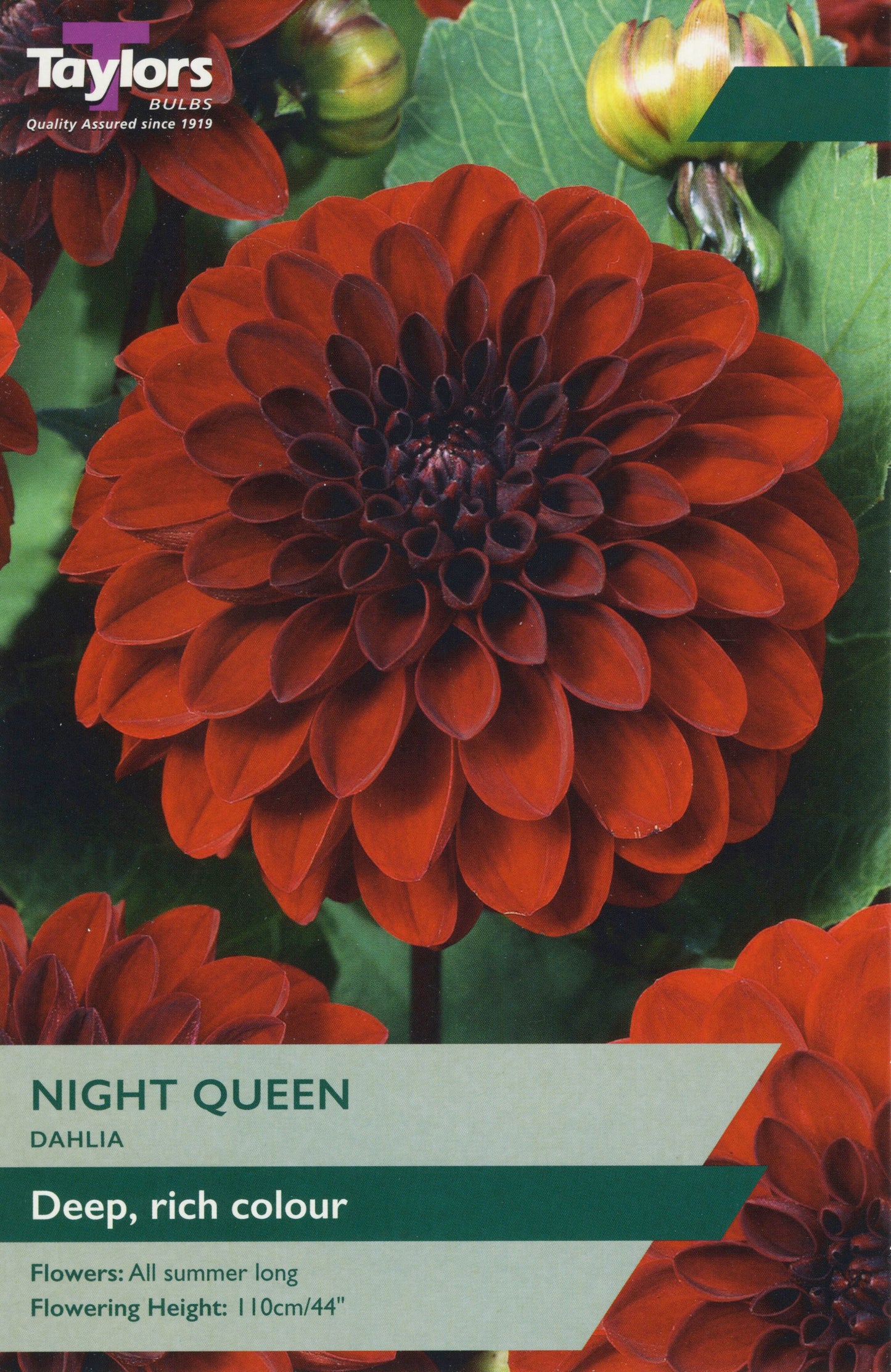 Taylors Bulbs Night Queen Dahlia