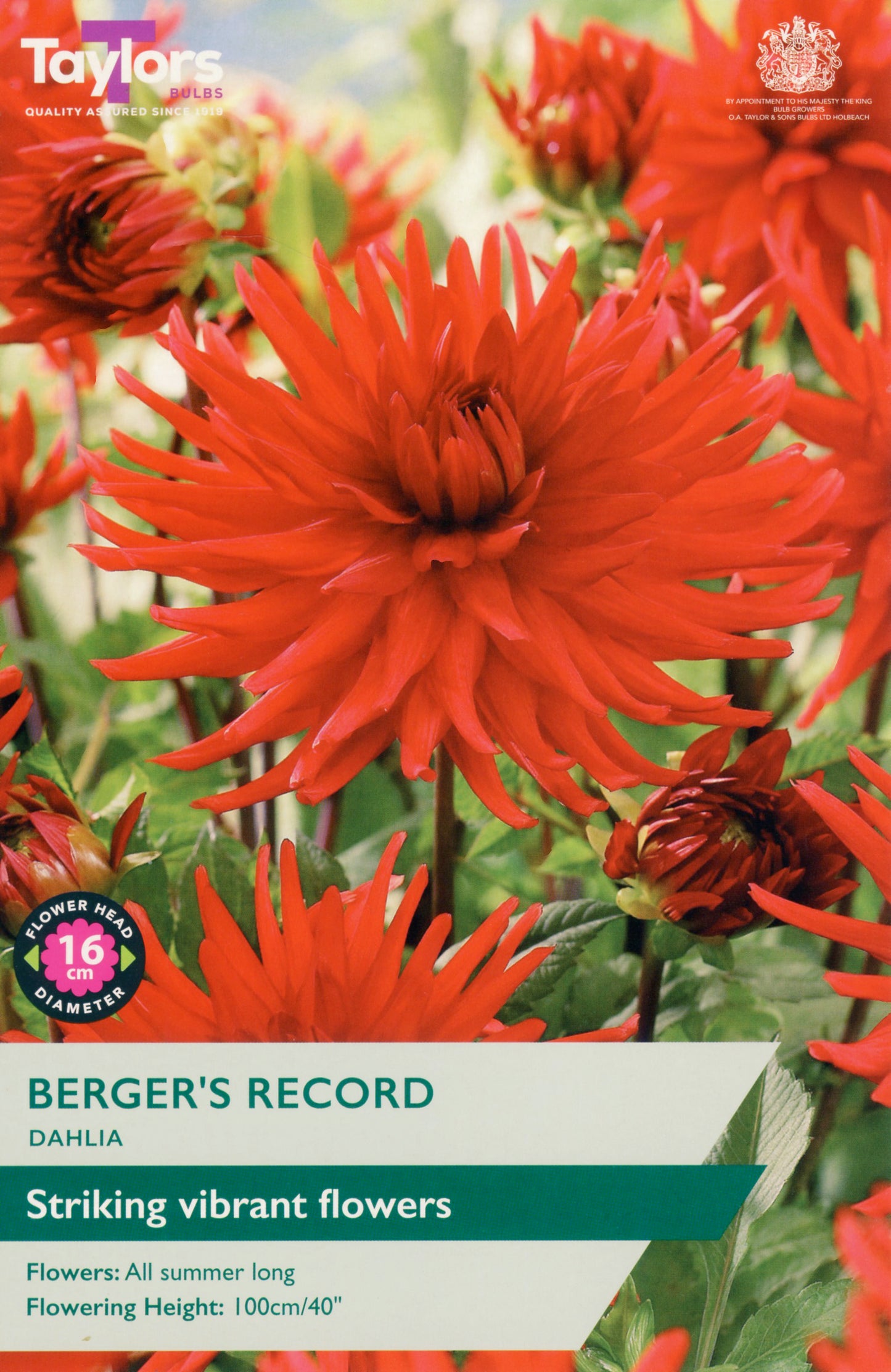 Taylors Bulbs Berger's Record Dahlia