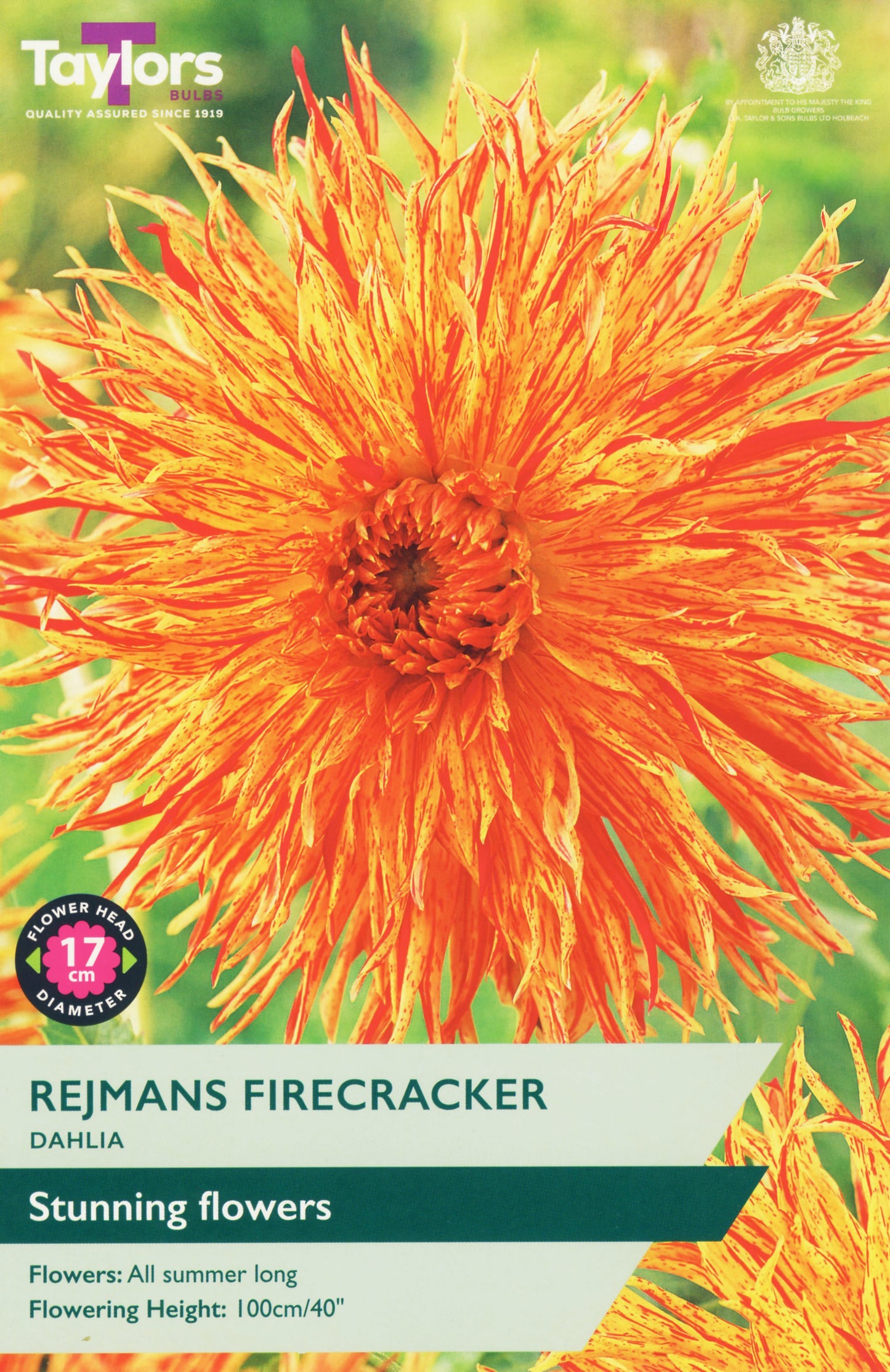 Taylors Bulbs Rejmans Firecracker Dahlia