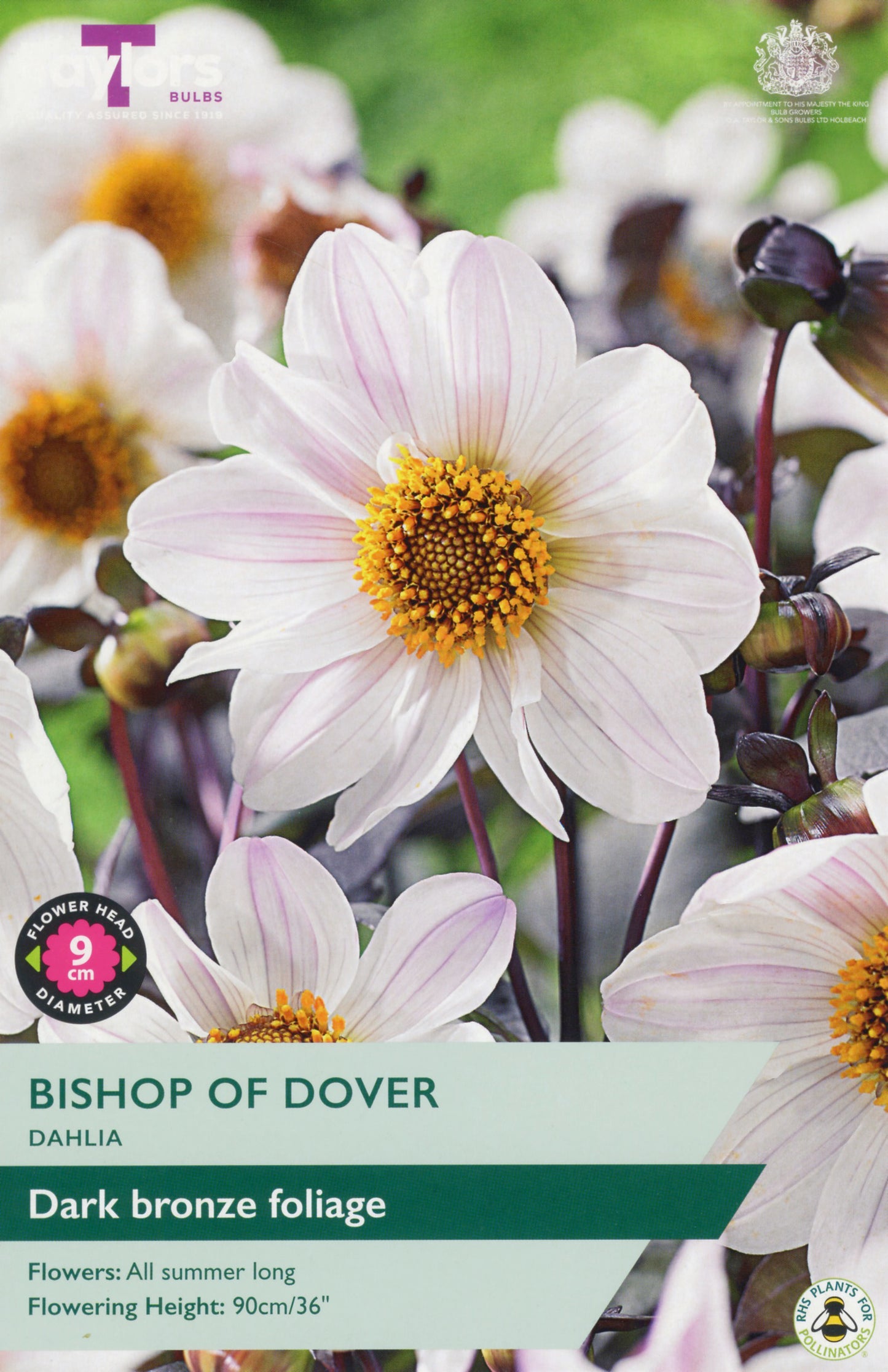 Taylors Bulbs Bishop of Dover Dahlia