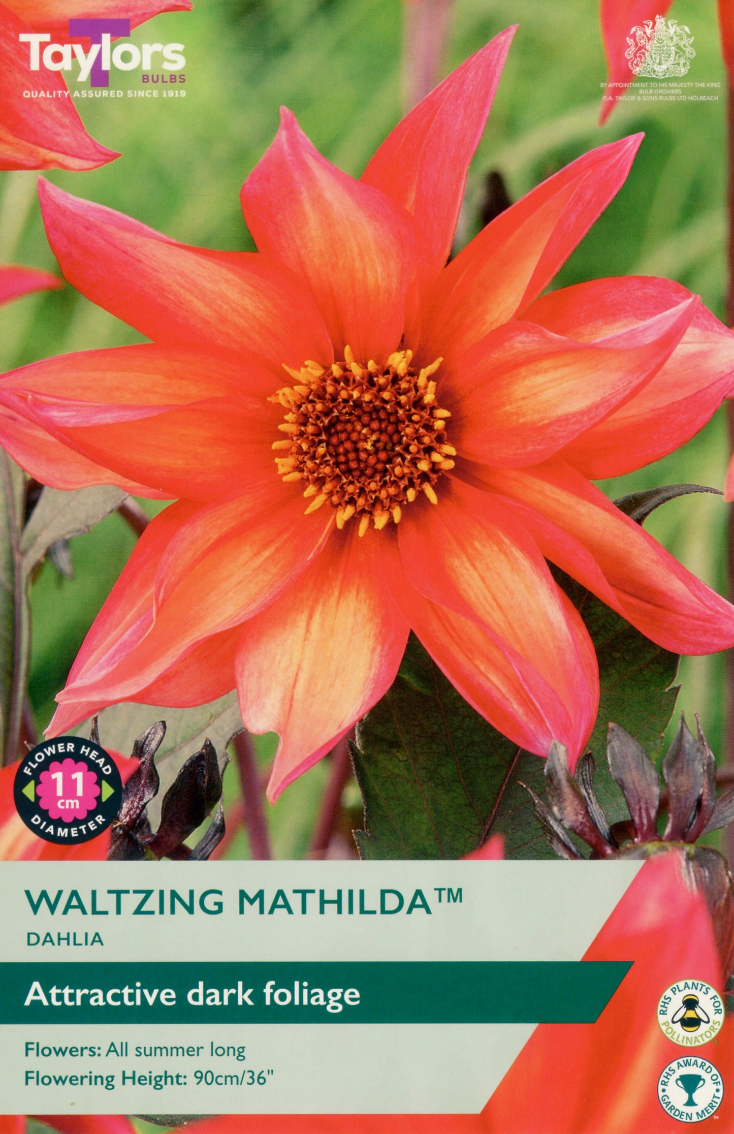 Taylors Bulbs Waltzing Mathilda Dahlia