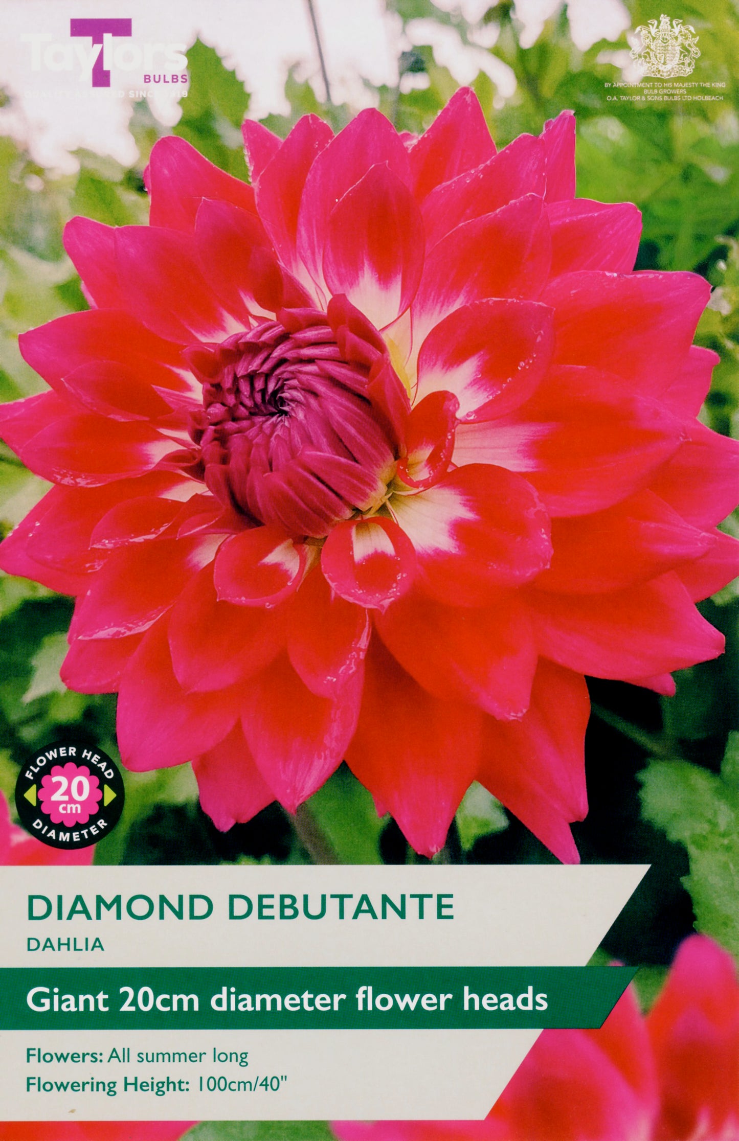 Taylors Bulbs Diamond Debutante Dahlia