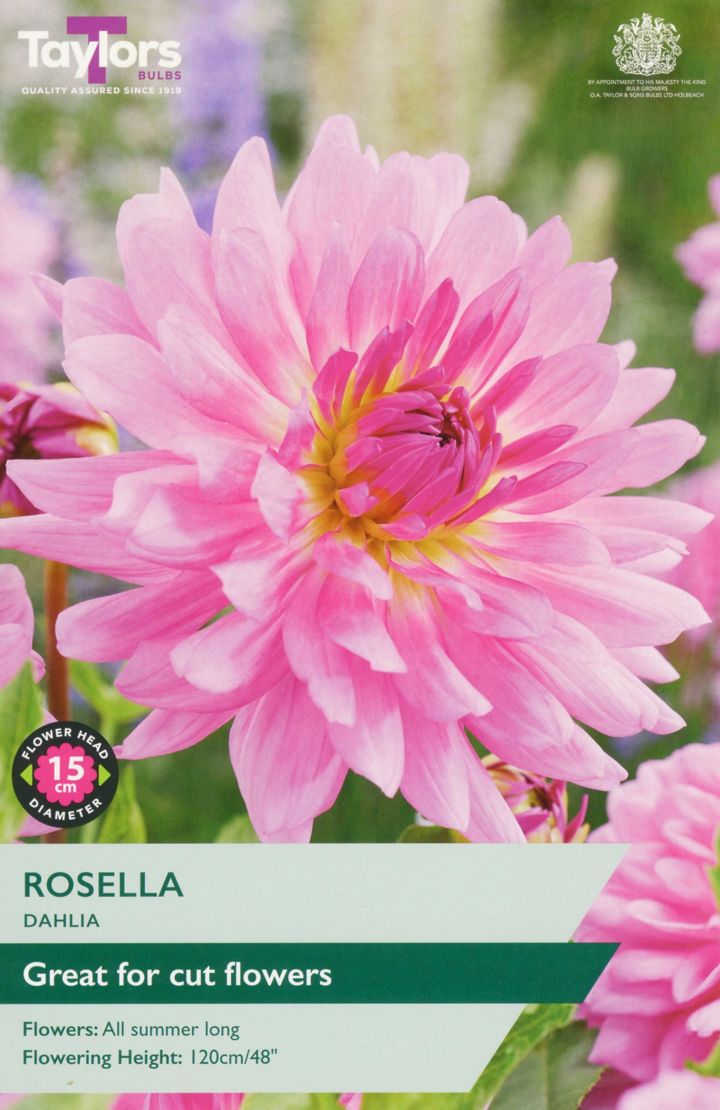 Taylors Bulbs Rosella Dahlia