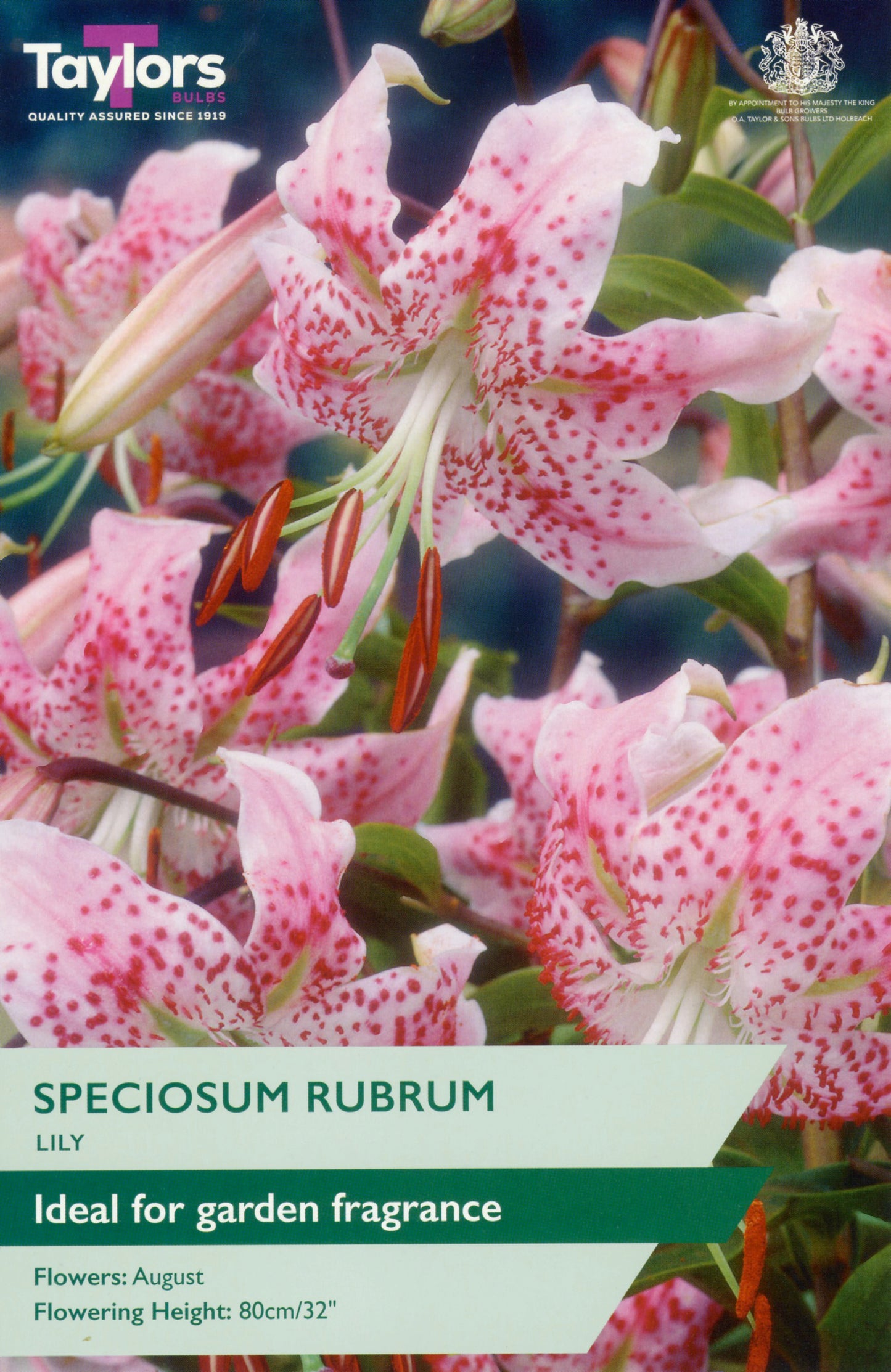 Taylors Bulbs Speciosum Rubrum Lily
