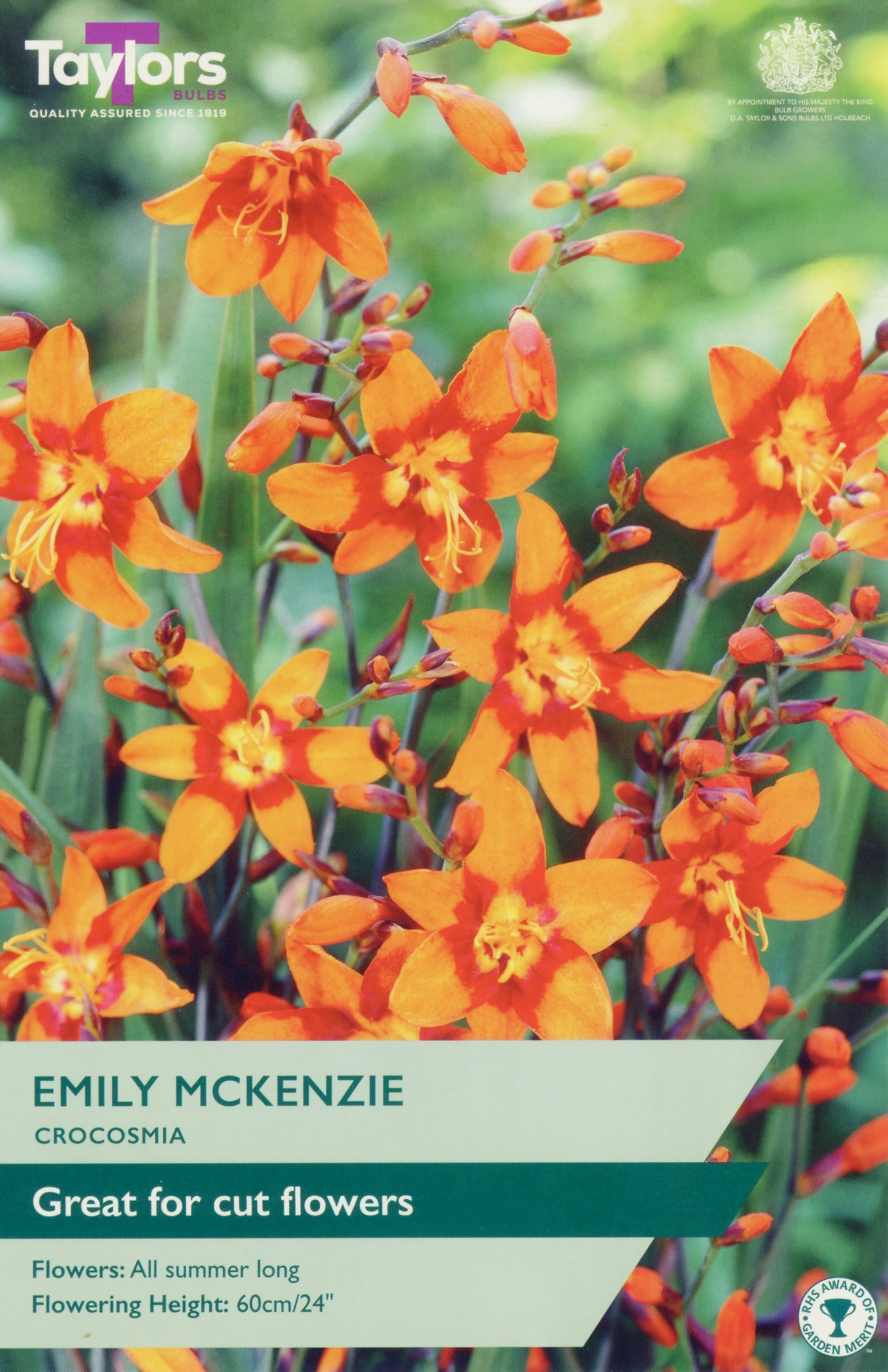 Taylors Bulbs Emily Mckenzie Crocosmia