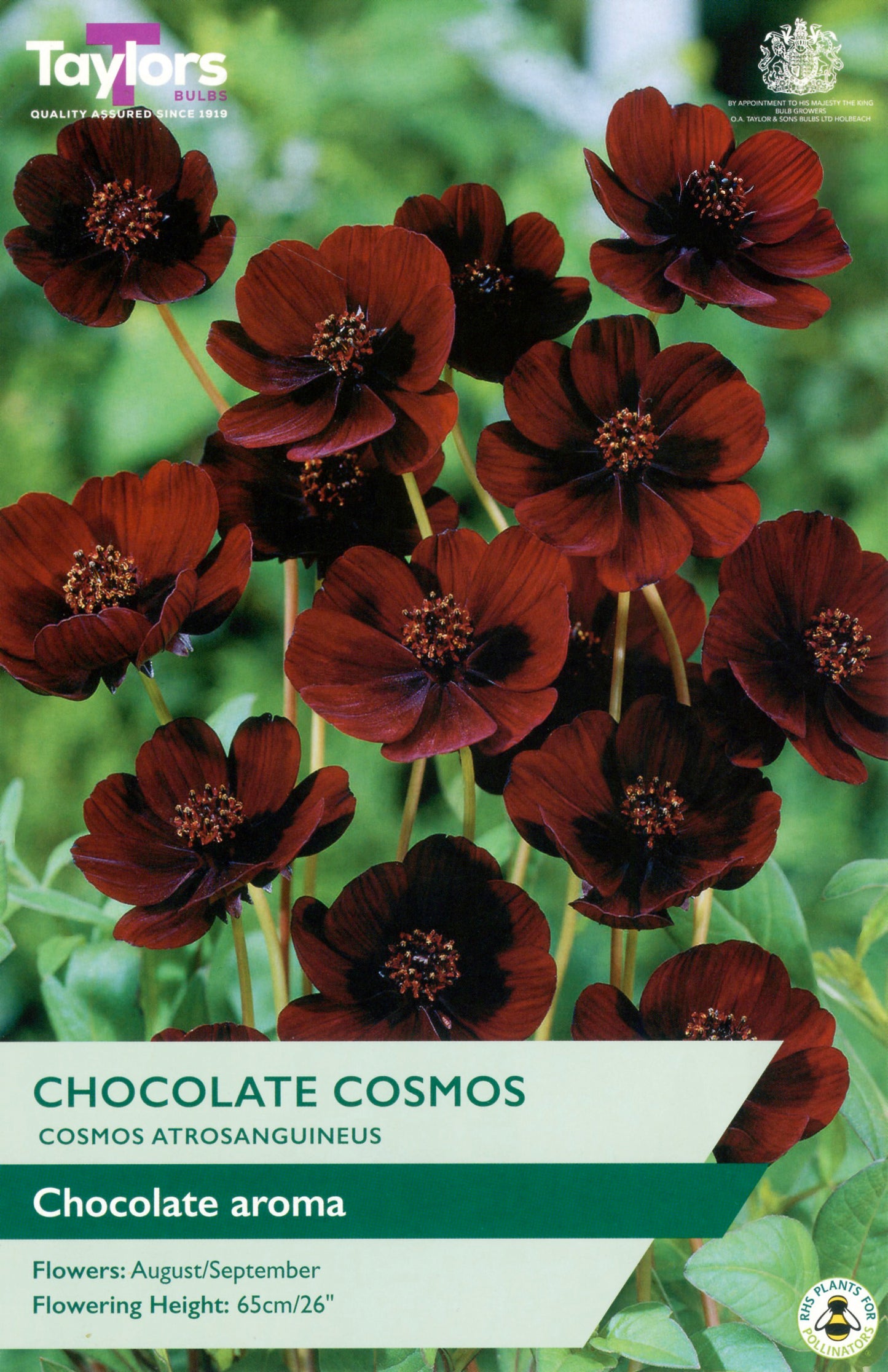 Taylors Bulbs Chocolate Cosmos Cosmos Atrosanguineus - Single Pack