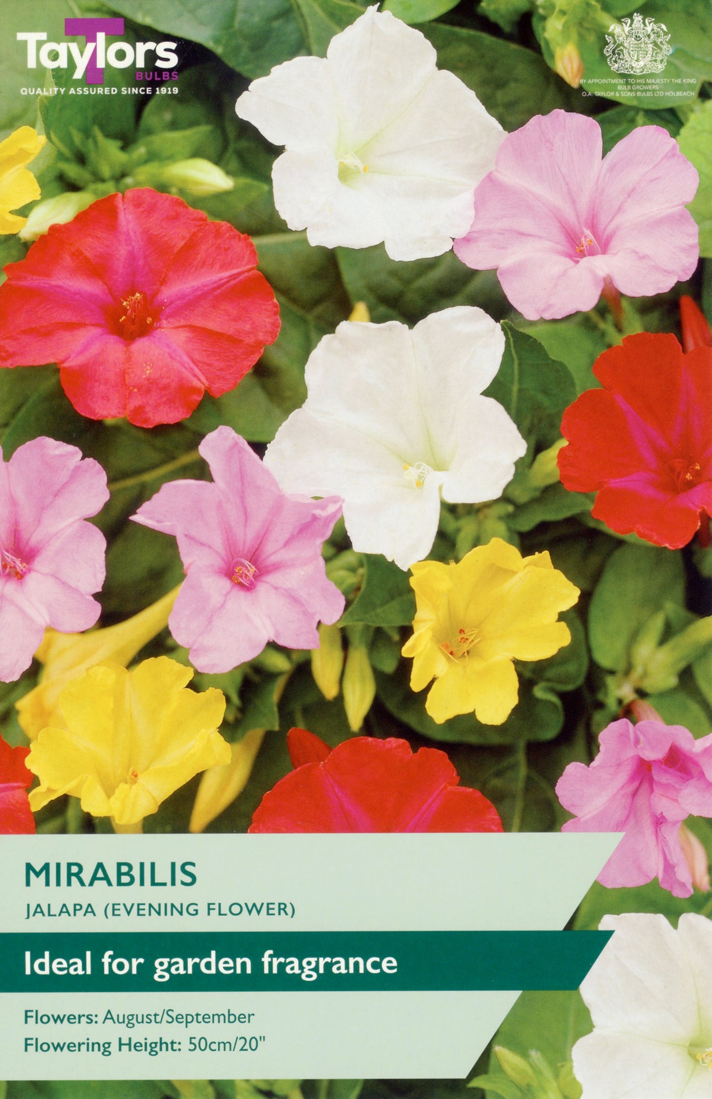Taylors Bulbs Mirabilis Jalapa - Evening Flower