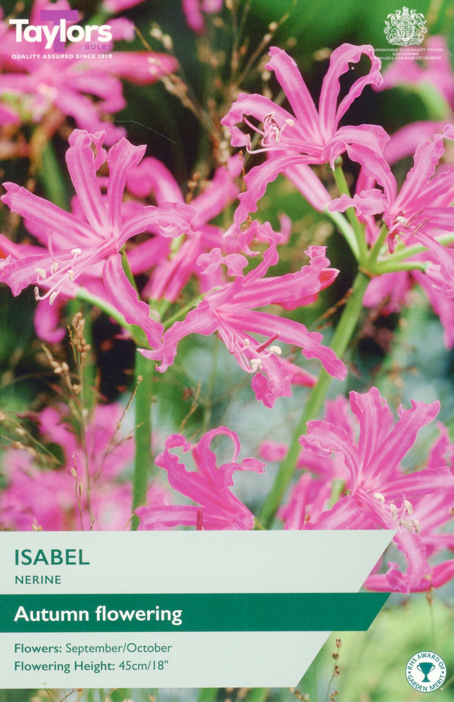 Taylors Bulbs Isabel Nerine
