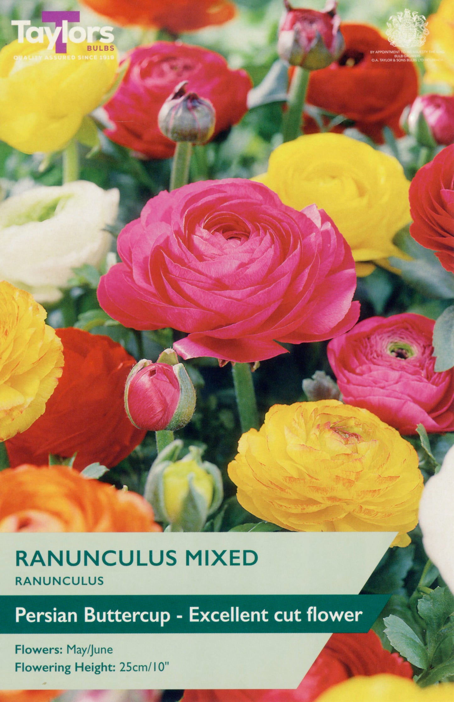 Taylors Bulbs Ranunculus Mixed Persian Buttercup