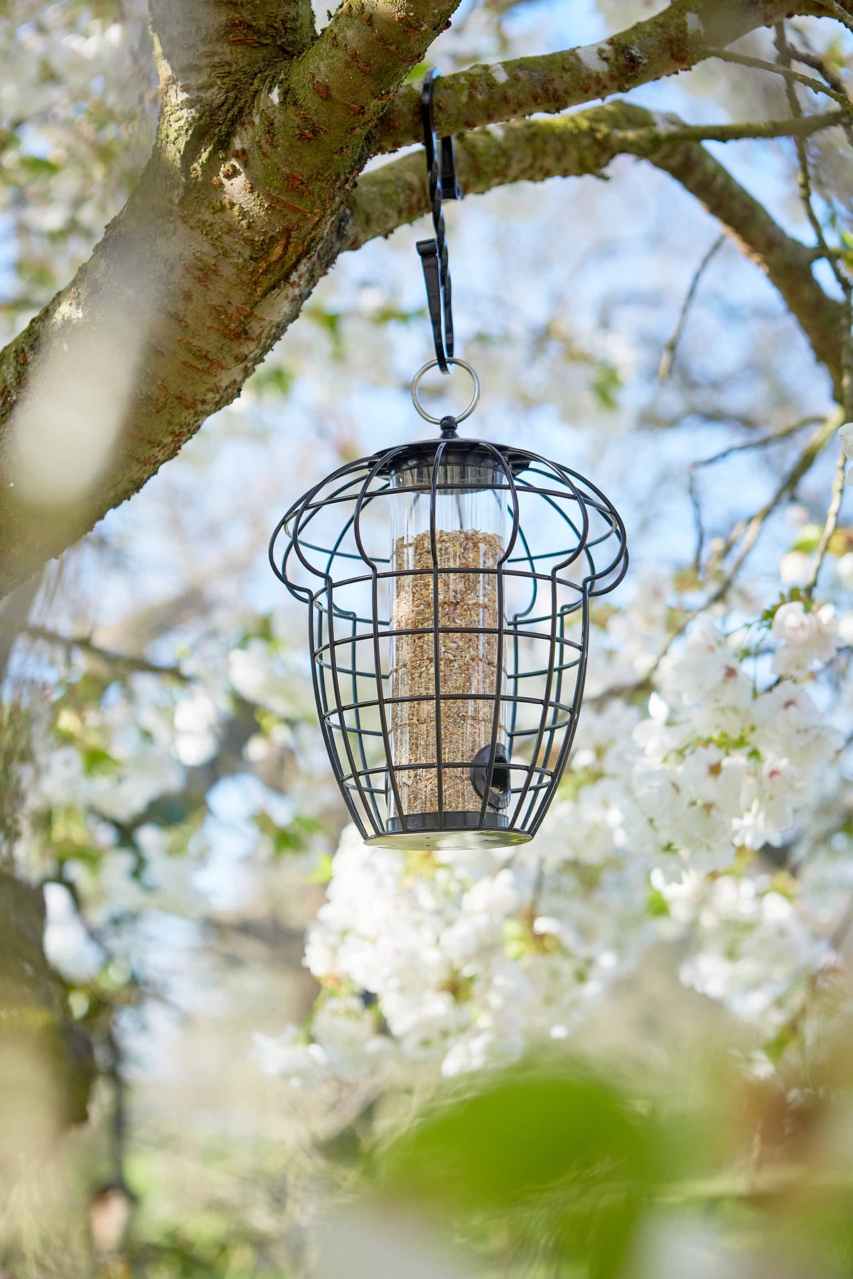 Tom Chambers Squirrel Resistant Acorn Seed Feeder hanging from a blossoming tree branch in a garden.