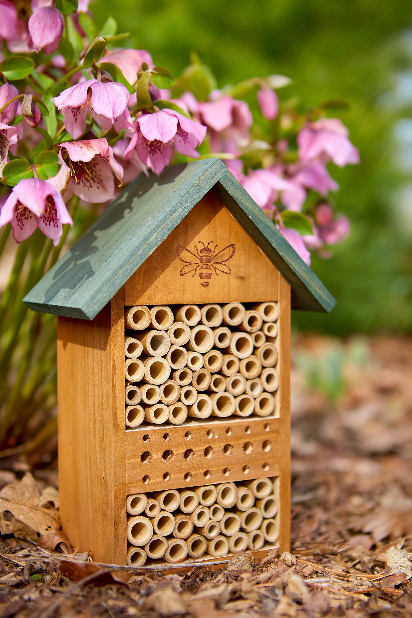 Tom Chambers Insect & Bee Stall