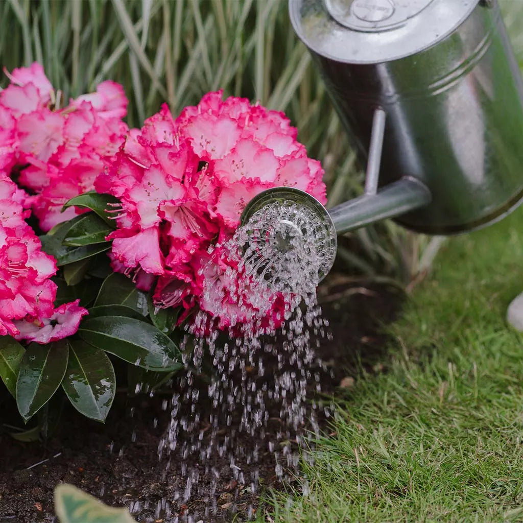 Westland Ericaceous Specialist Liquid Feed 1LT