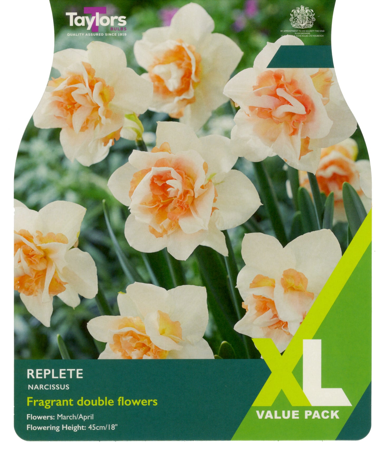Narcissi Replete 10-12 Xl