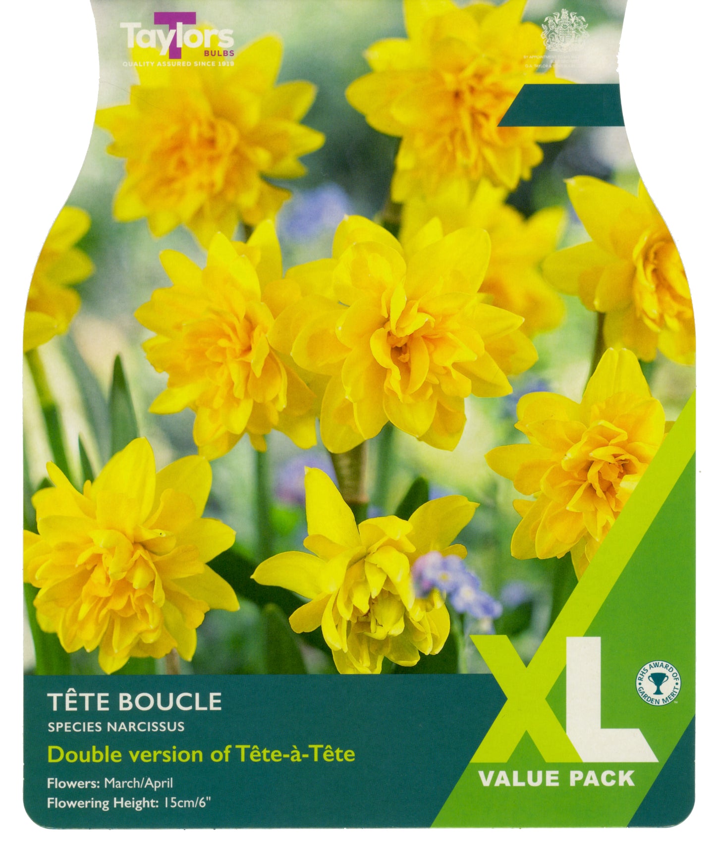 Narcissi Tete Boucle