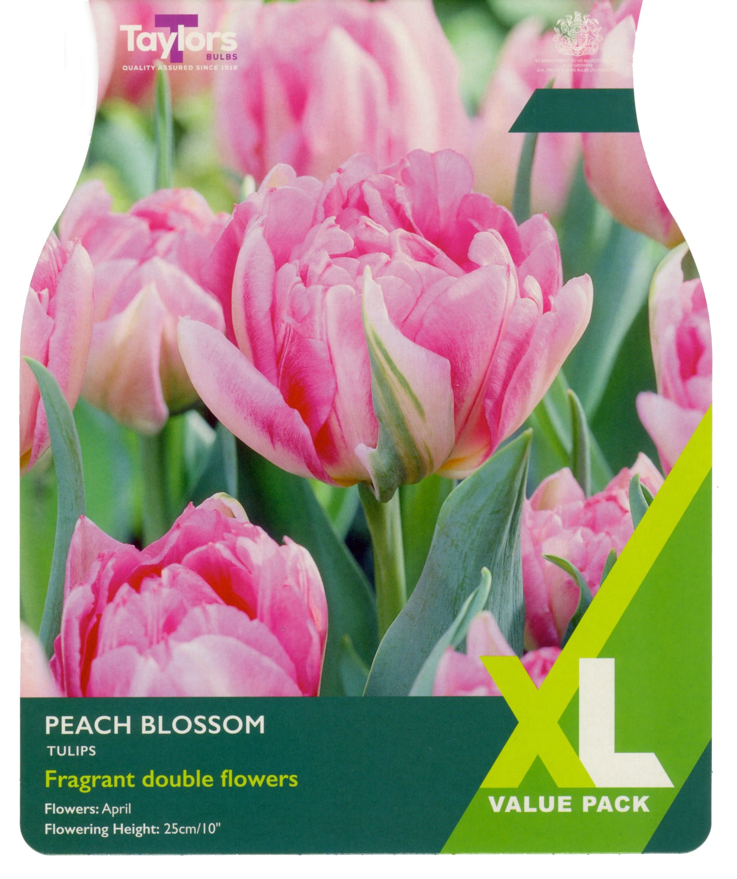 Tulip Peach Blossom