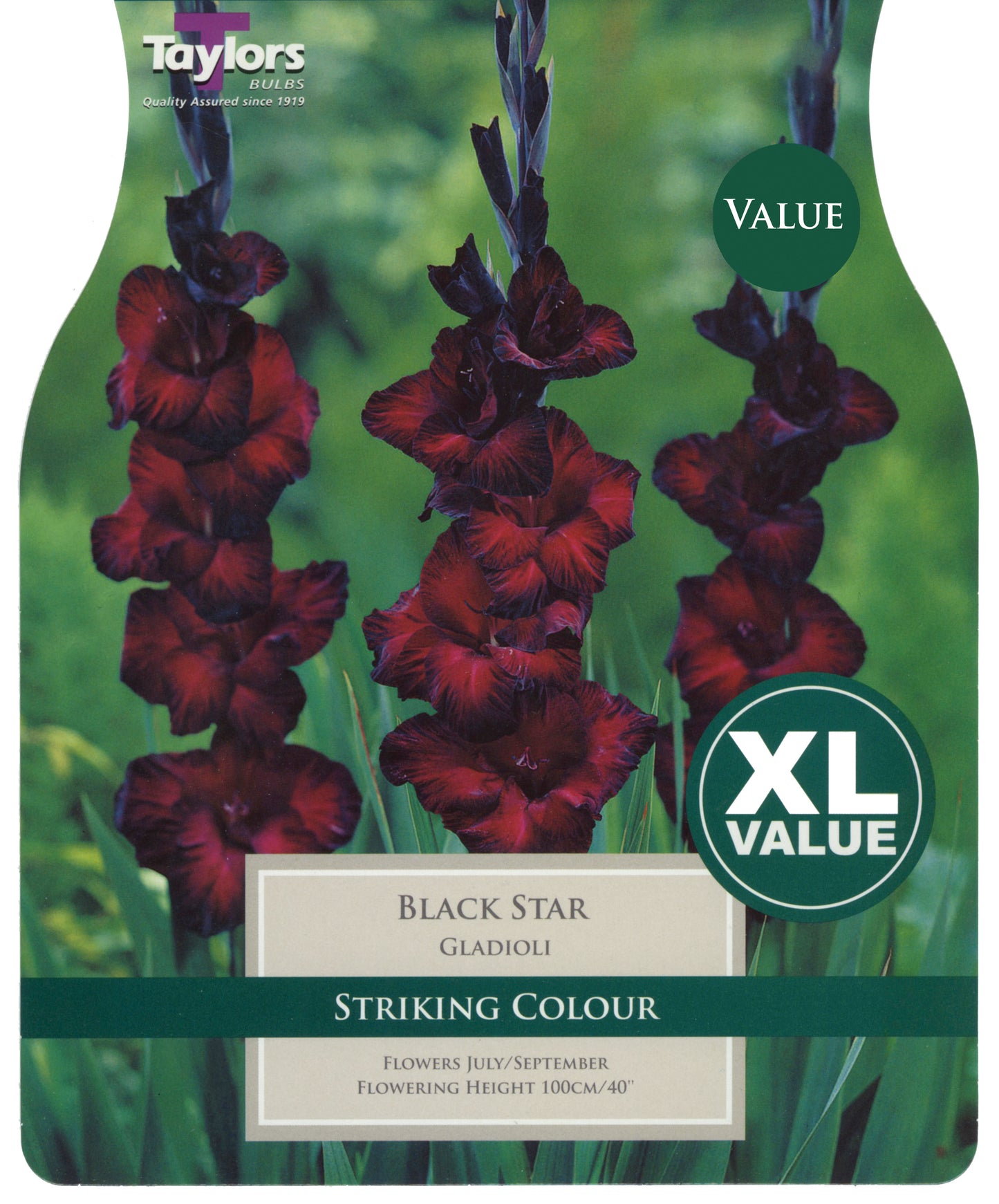 Taylors Bulbs Black Star Gladioli XL Value-Pack