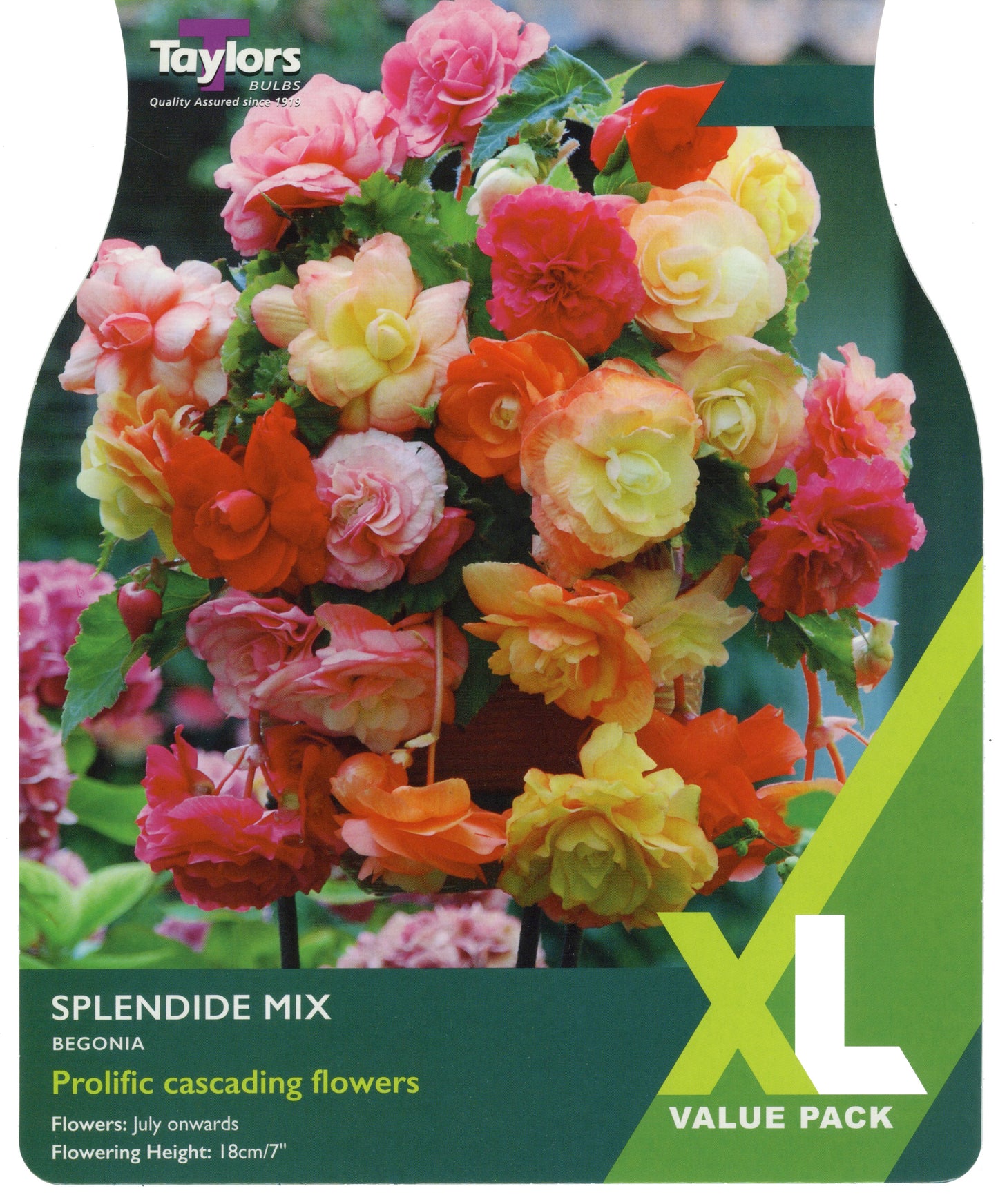 Taylors Bulbs Splendide Mix Begonias - XL Value Pack