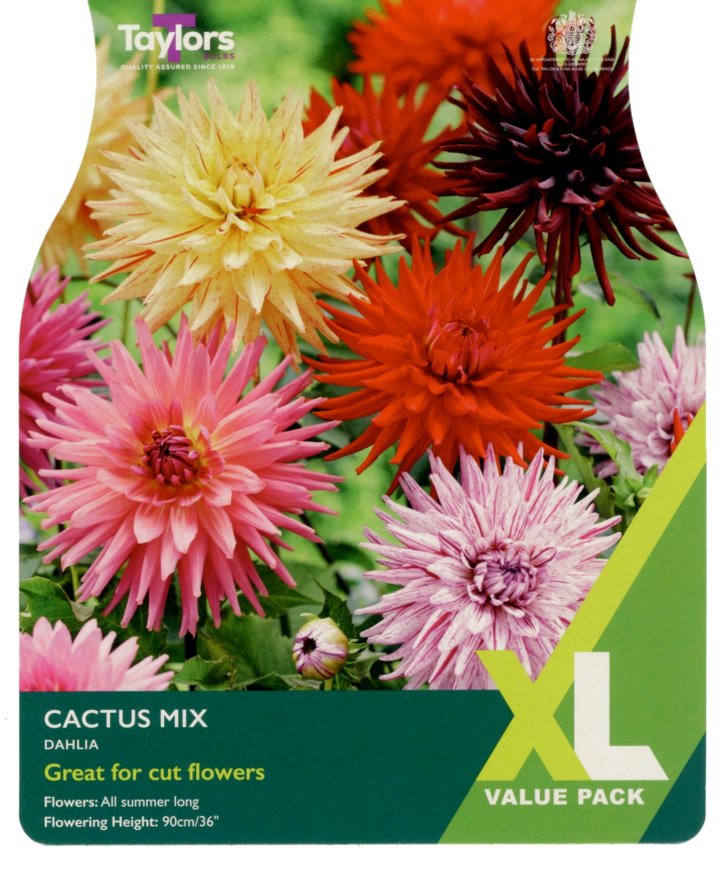 Taylors Bulbs Cactus Mix Dahlia