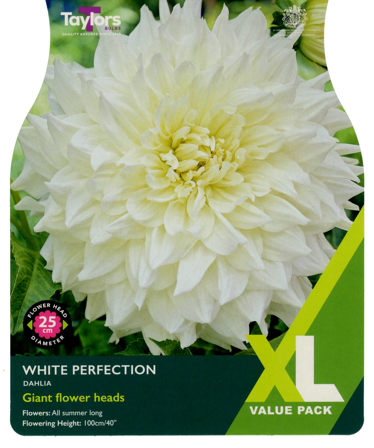 Taylors Bulbs White Perfection Dahlia - XL Value Pack