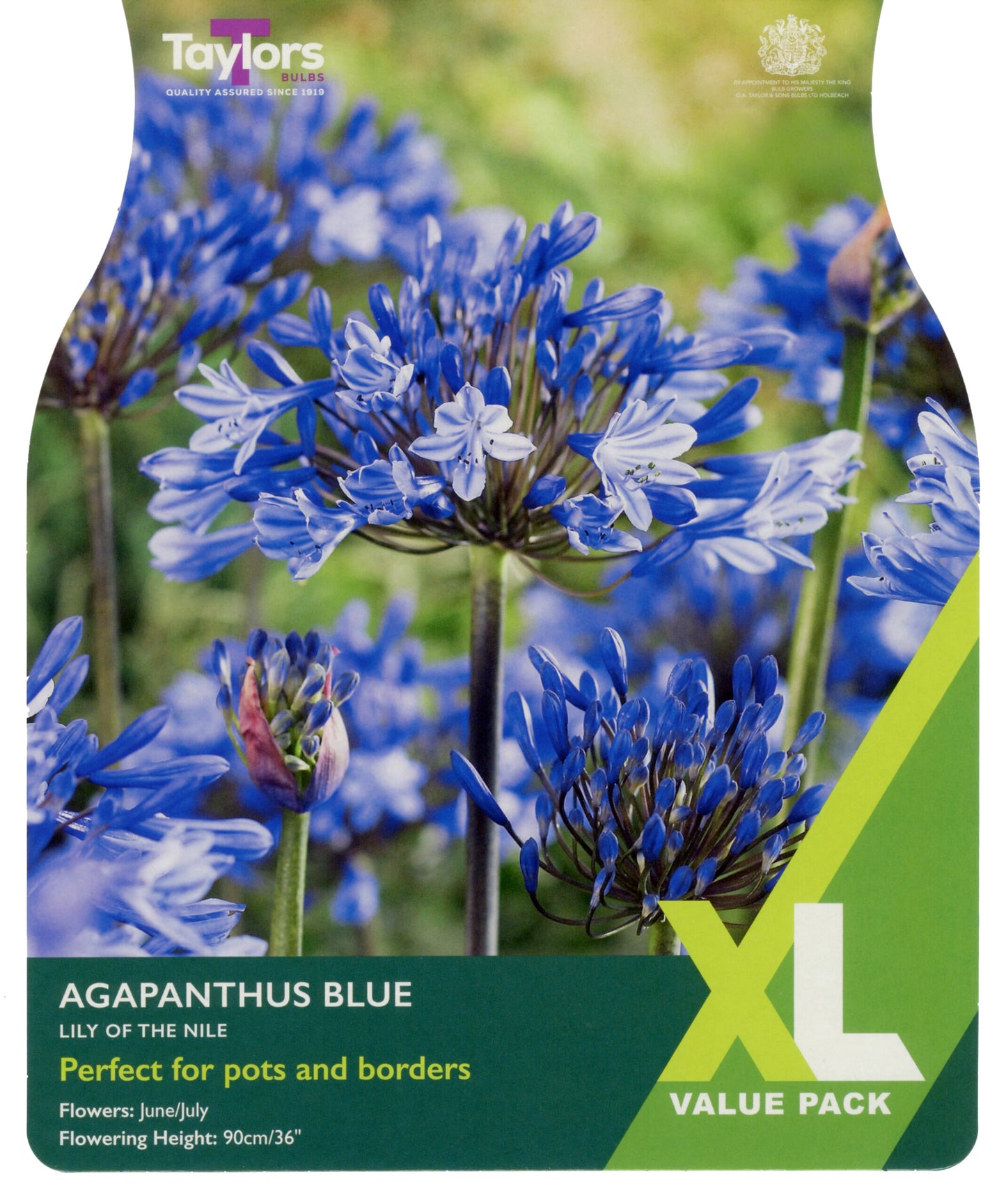 Taylors Bulbs Agapanthus Blue Lily of the Nile