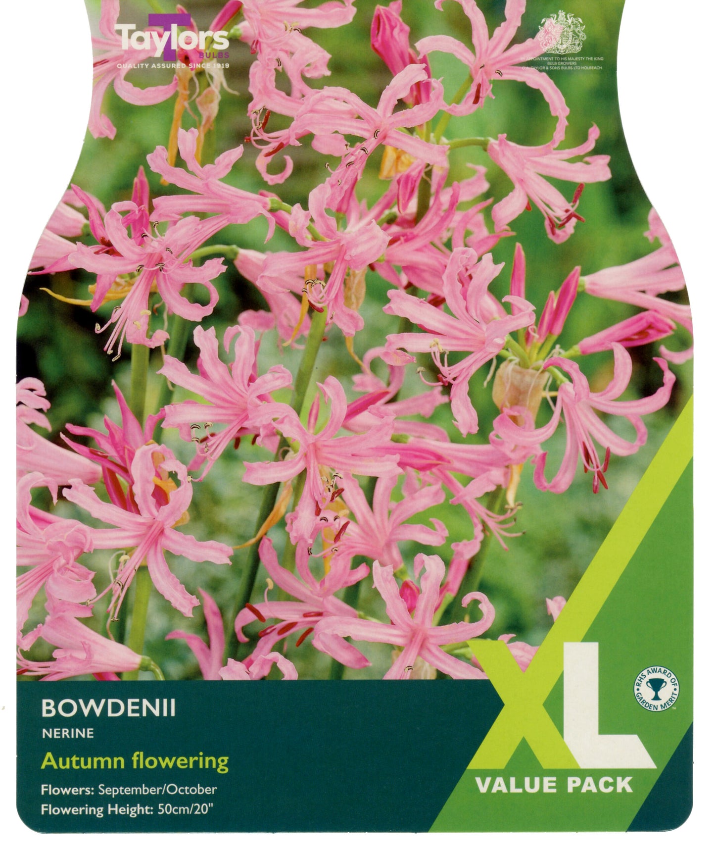 Taylors Bulbs Bowdenii Nerine