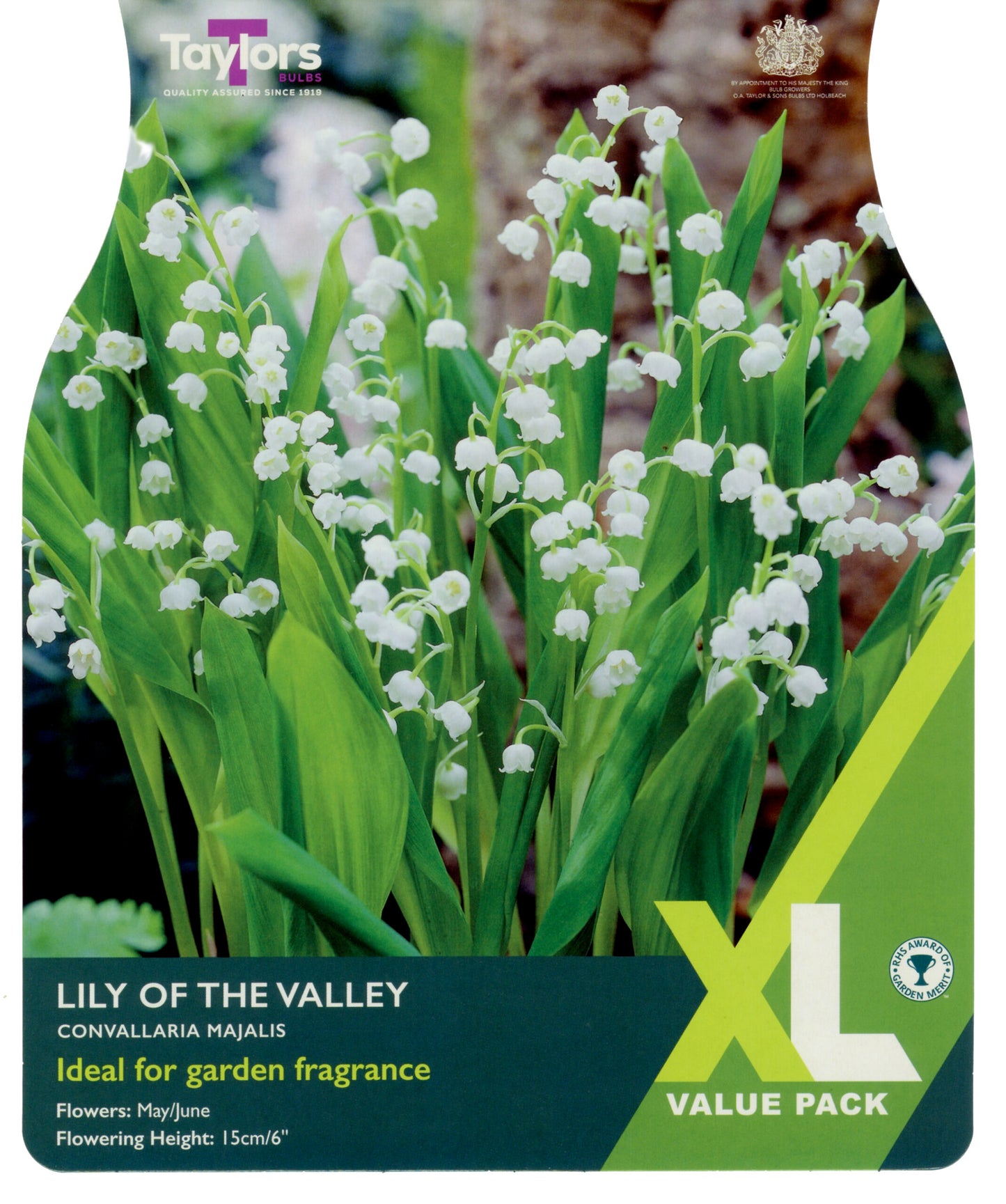 Taylors Bulbs Lily of the Valley Convallaria Majalis