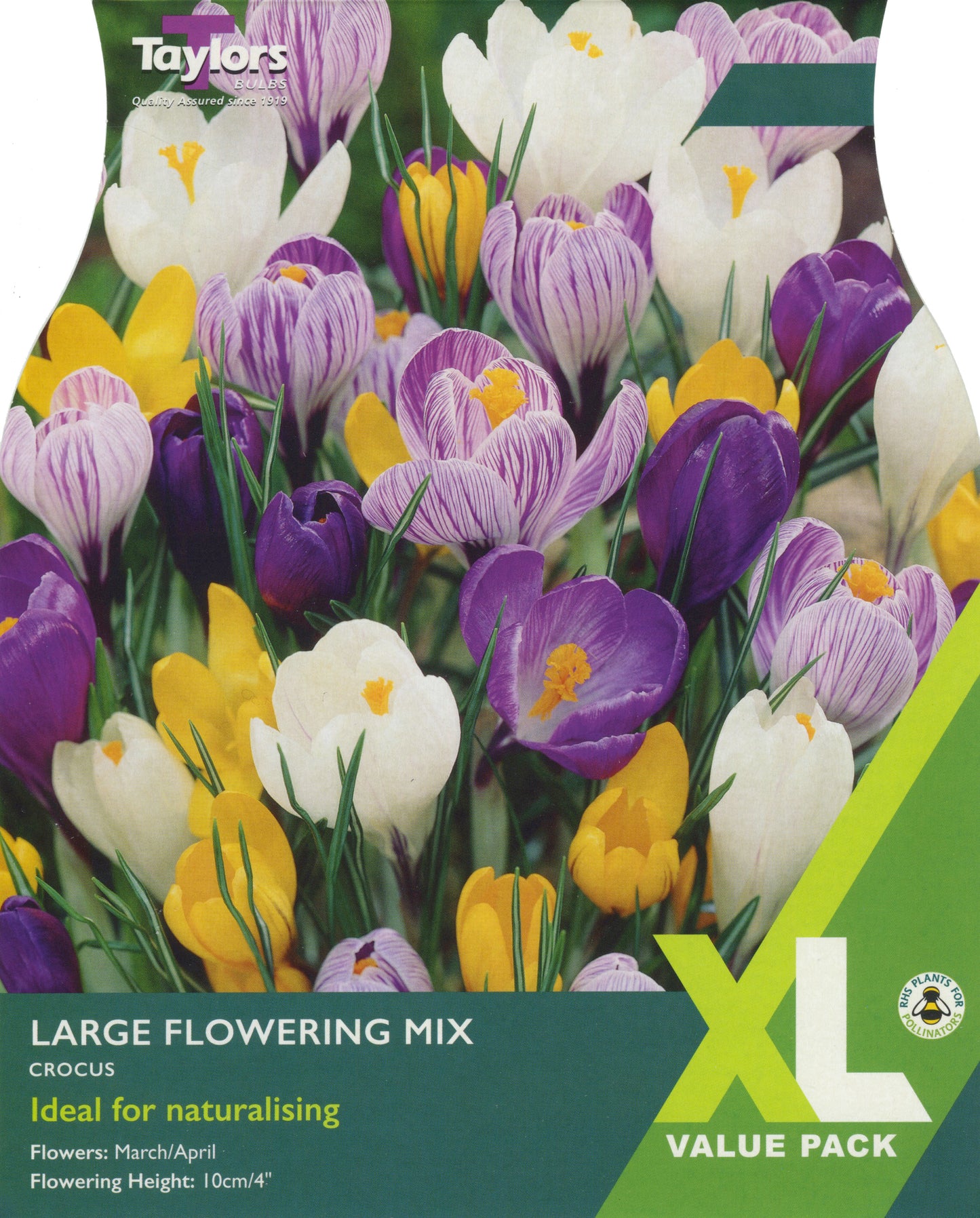 XL Value Pack Crocus Large Flowering Mix