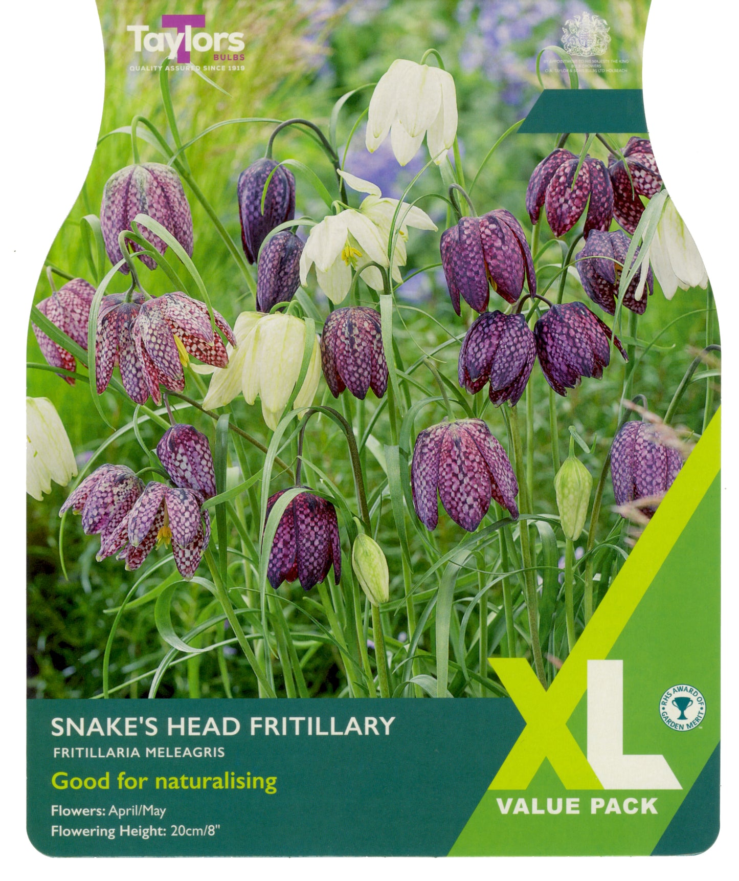 Fritillaria Meleagris