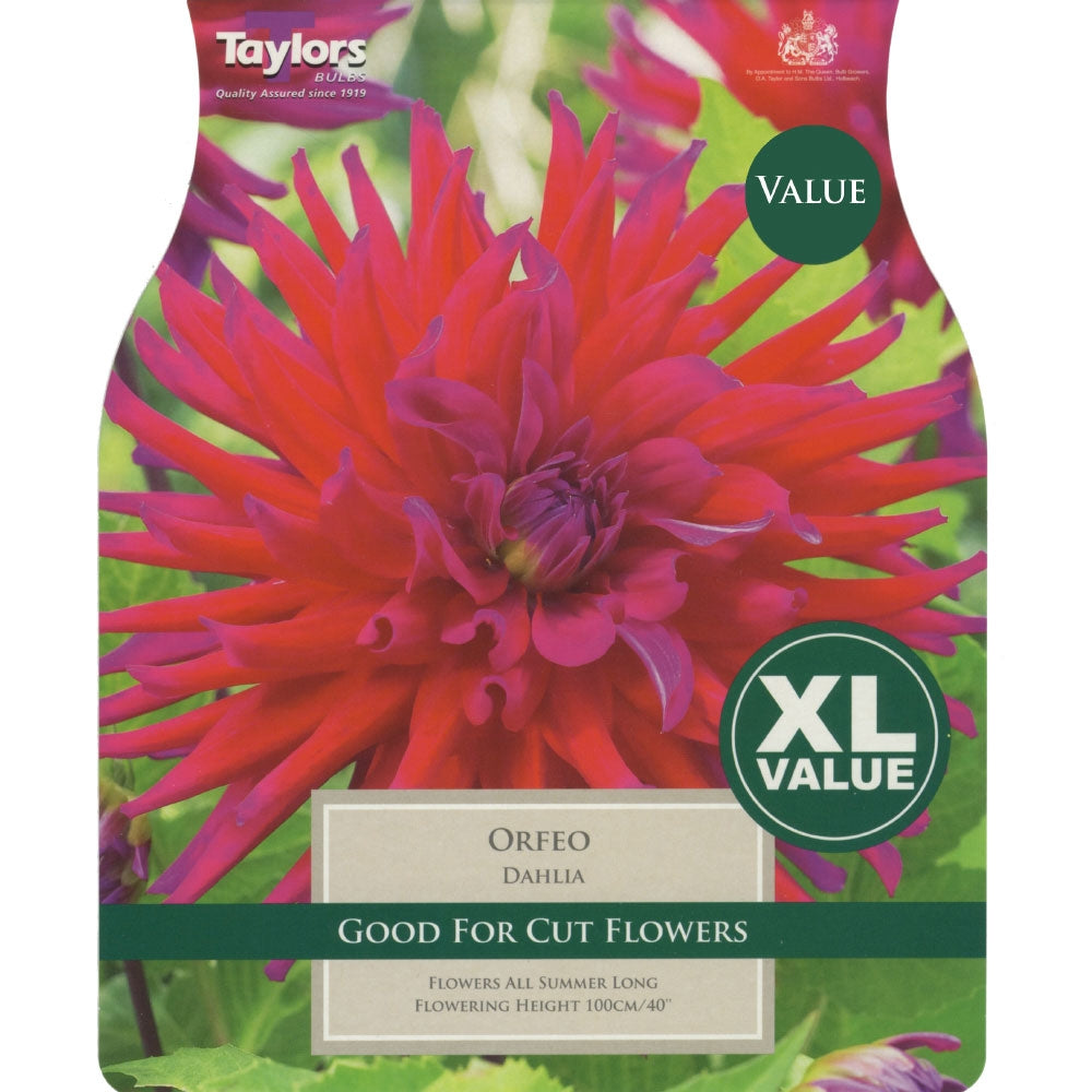 XL Value Pack Dahlia Orfeo