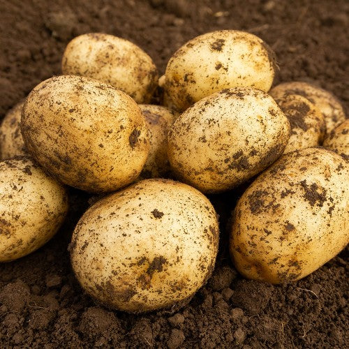 JBA Harmony Seed Potatoes 2kg